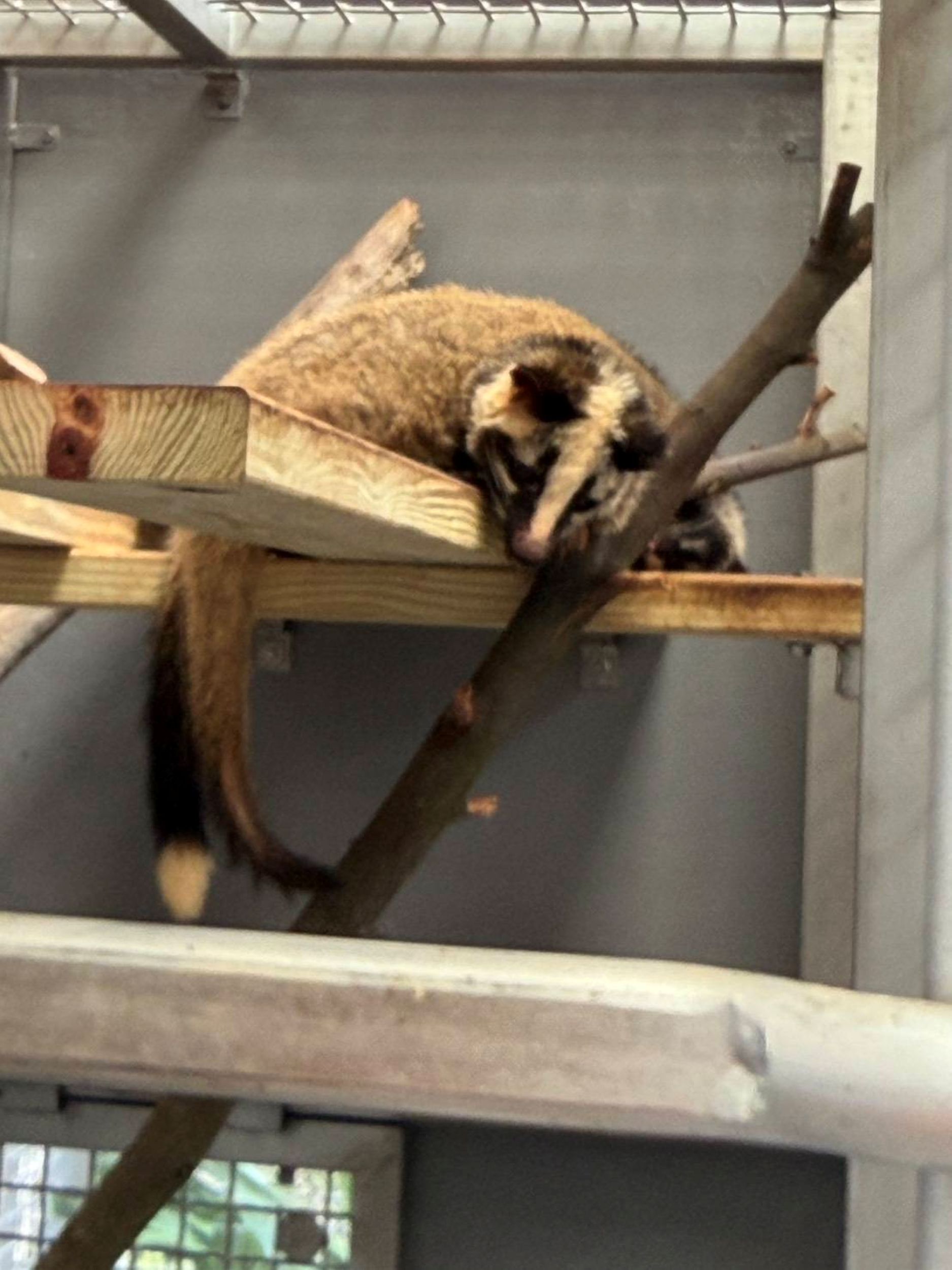 籠舍內架設棲架供白鼻心等小型哺乳類攀爬休憩。