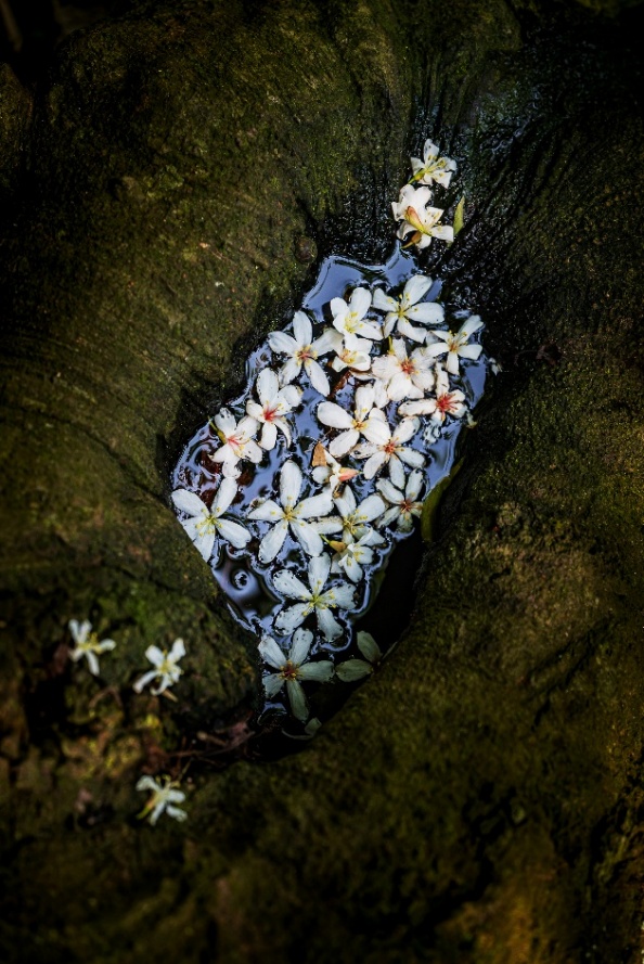 1.新北哈客智庫團成員李懿宸，2025年在土城桐花步道拍攝桐花美景，作品《A Hakka Memory of Taiwan》，在 IPA及PX3等國際攝影比賽中獲得獎項肯定。