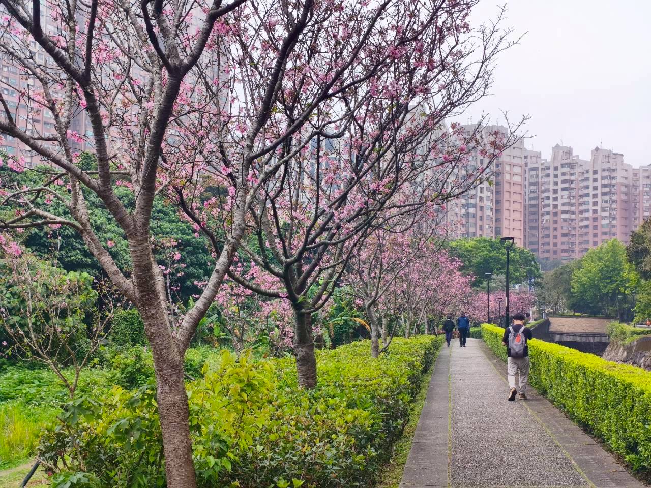 北投子溪成排的吉野櫻沿著步道綻放美不勝收