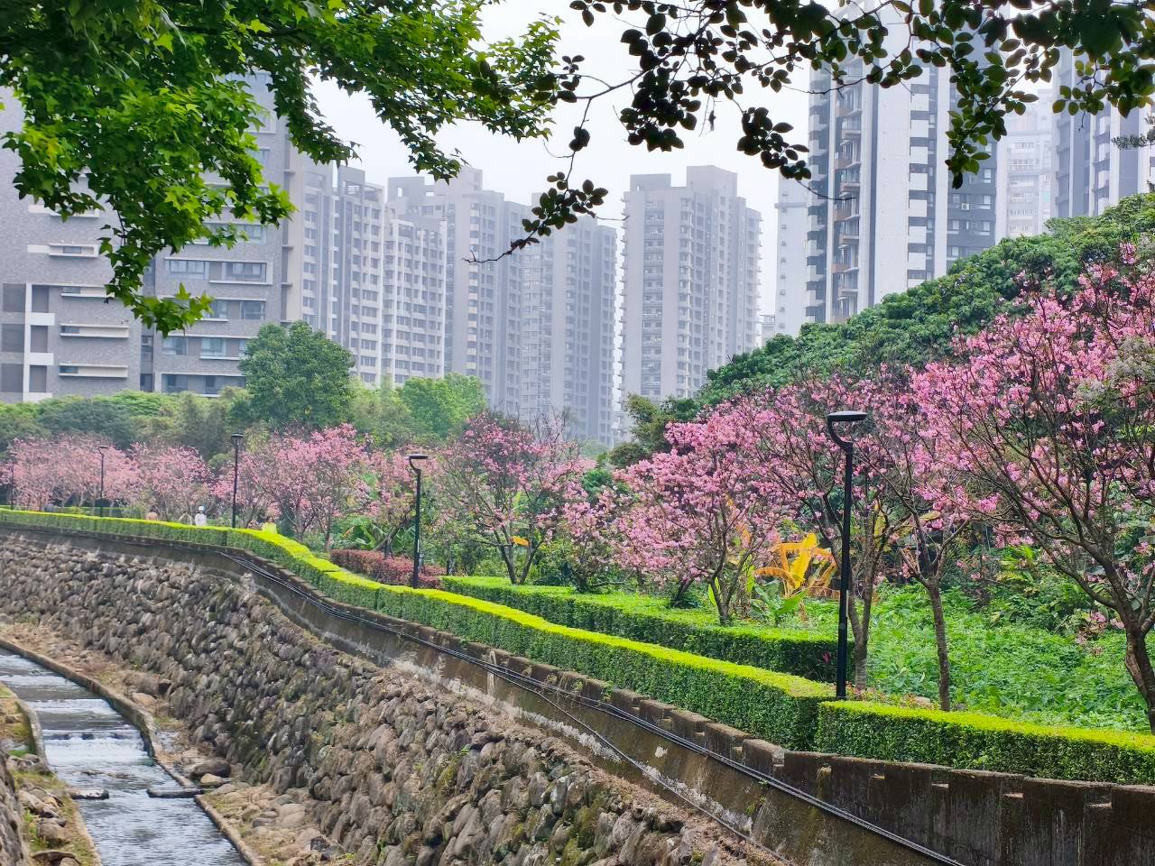 北投子溪櫻花林生態步道全長約3.5公里，步道整體平緩好走