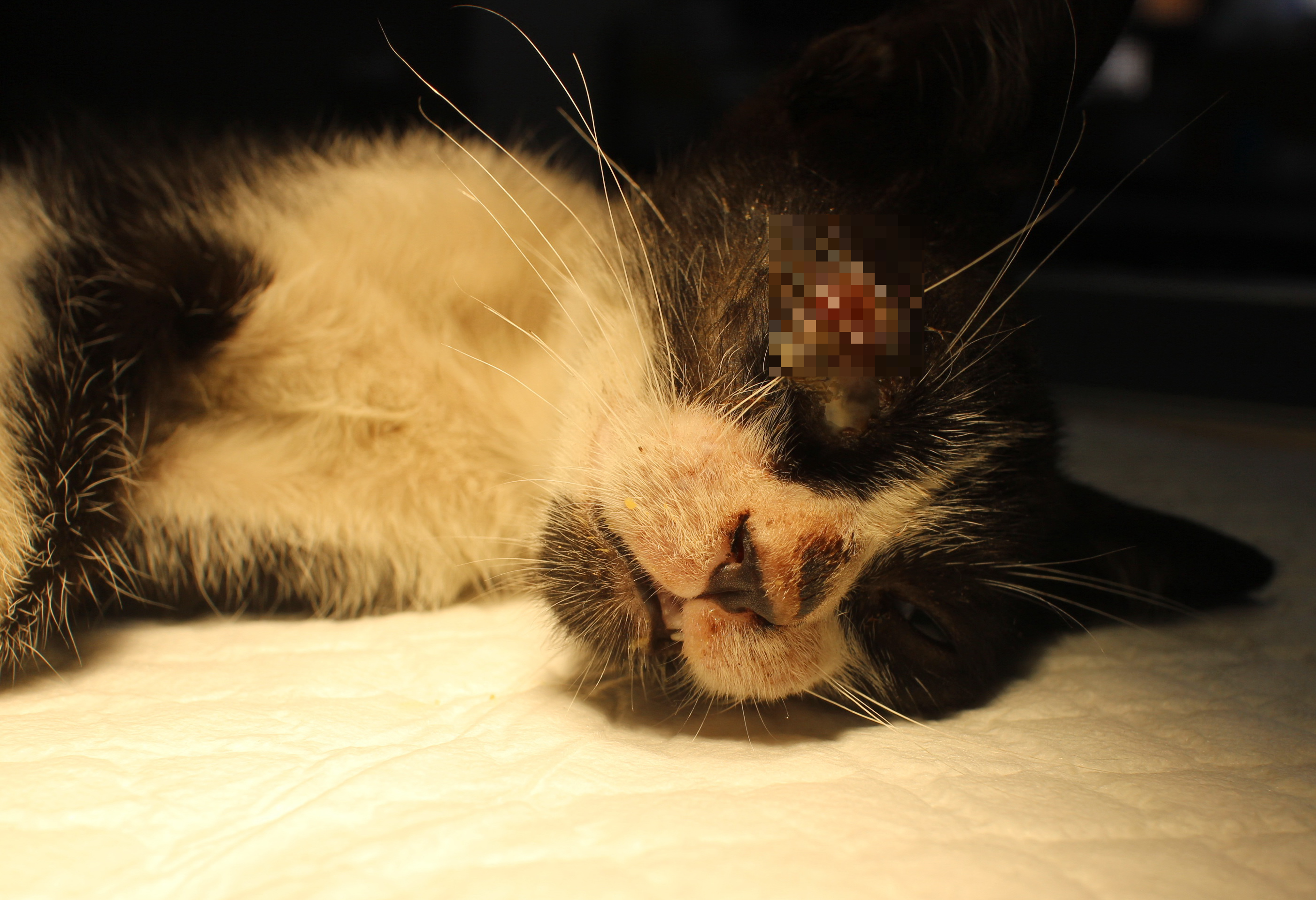  小黑白貓右眼受傷麻醉檢查中