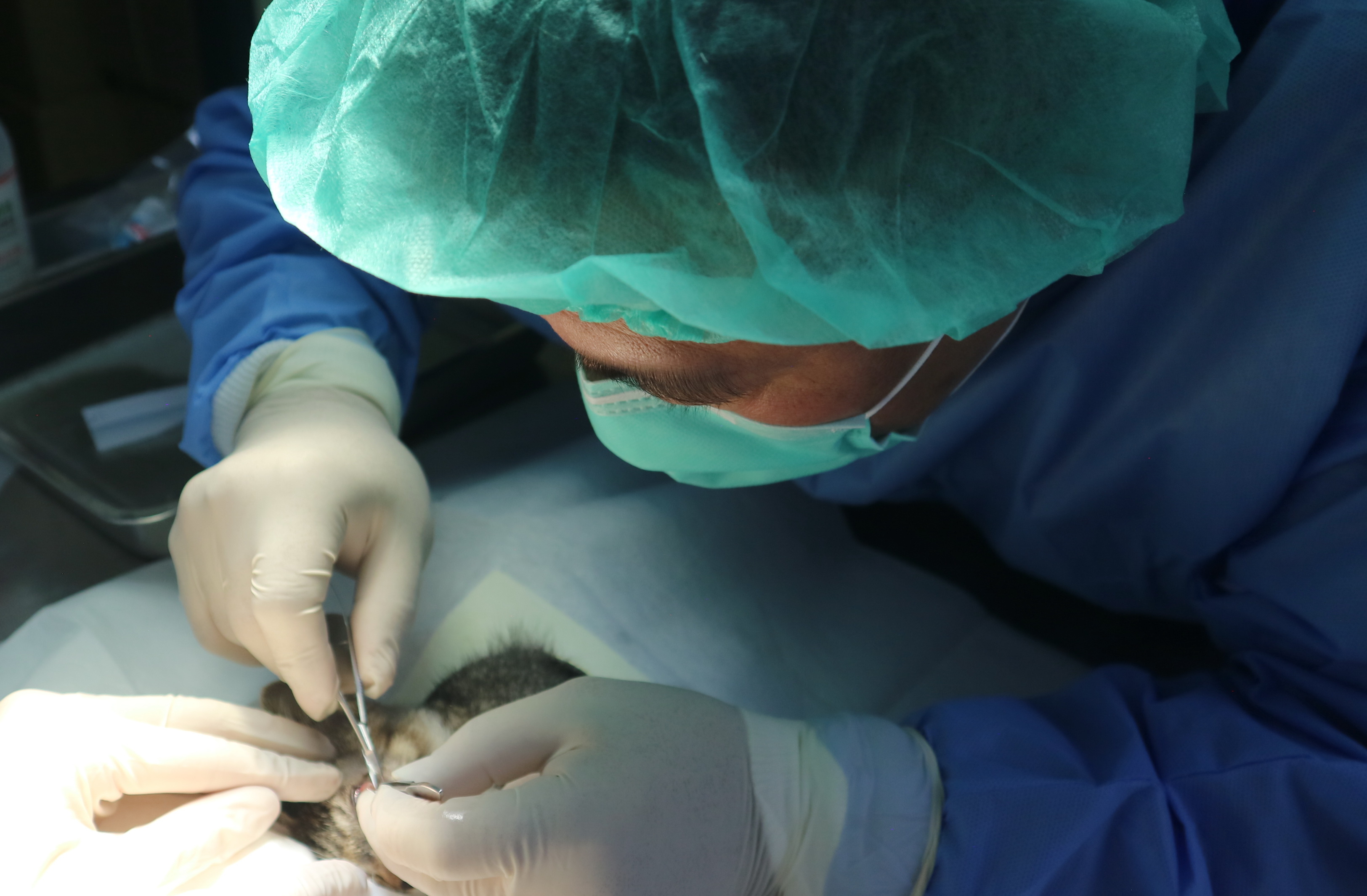  貓眼睛受傷嚴重需緊急進行眼科手術