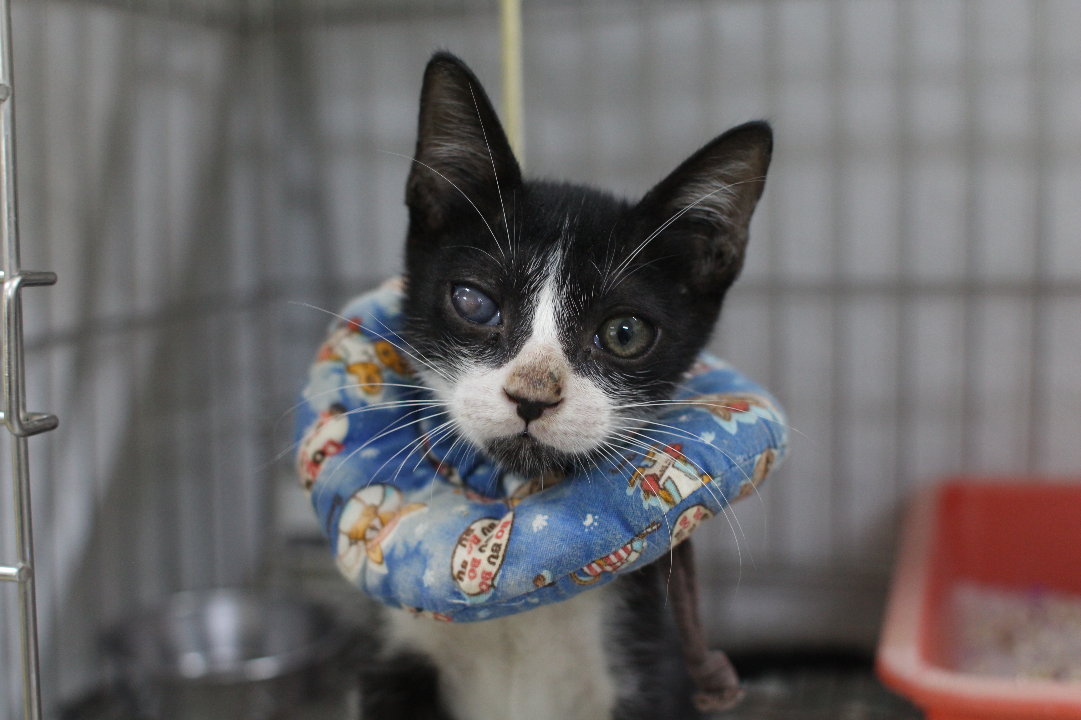  小黑白貓手術後眼睛及神經反射復原中