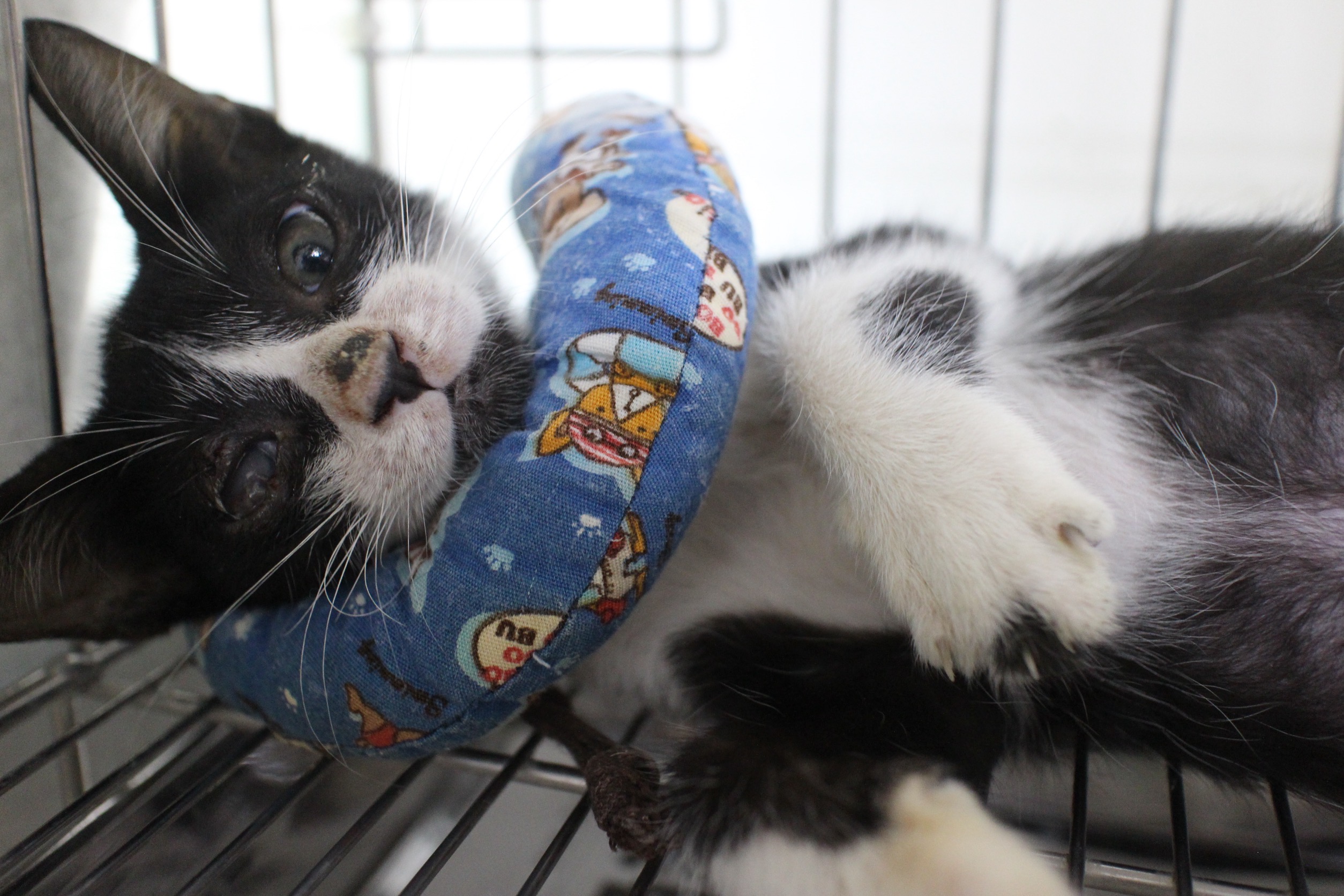 小黑白貓躺在收容籠內賣萌中