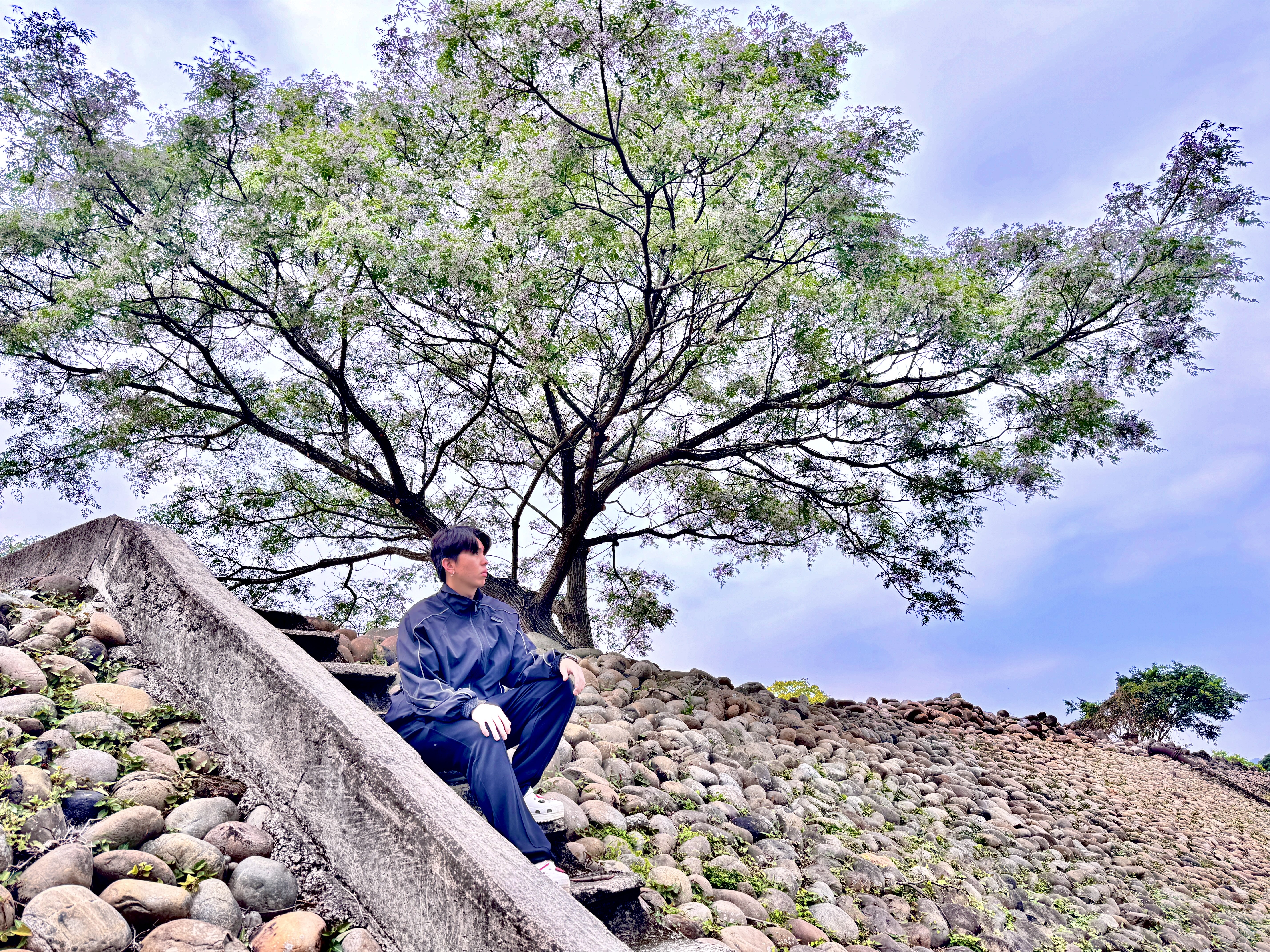 苦楝花開如霧，輕盈覆蓋在層層綠葉之上