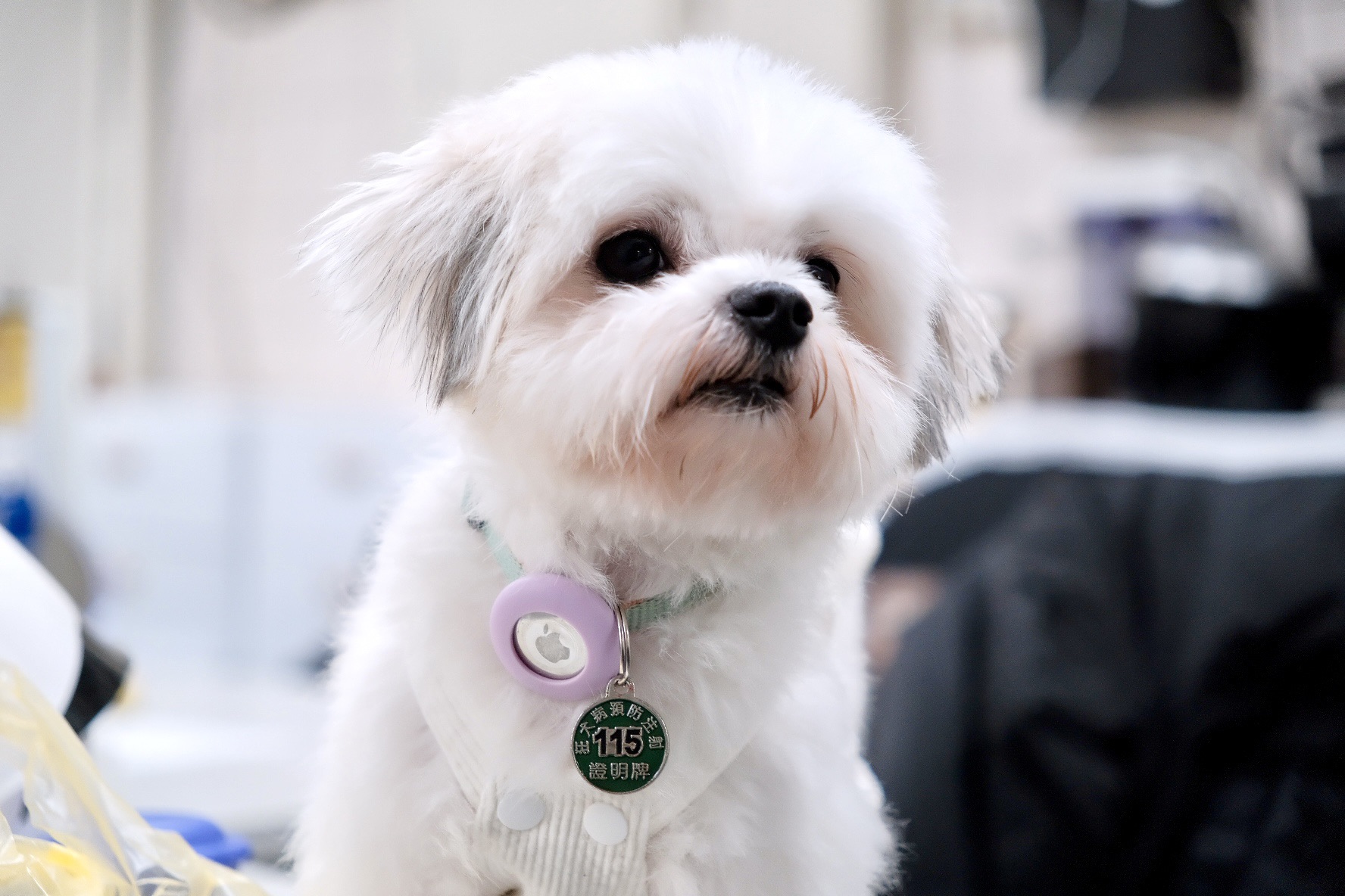  4月完成狂犬病疫苗即可抽新北幣300點