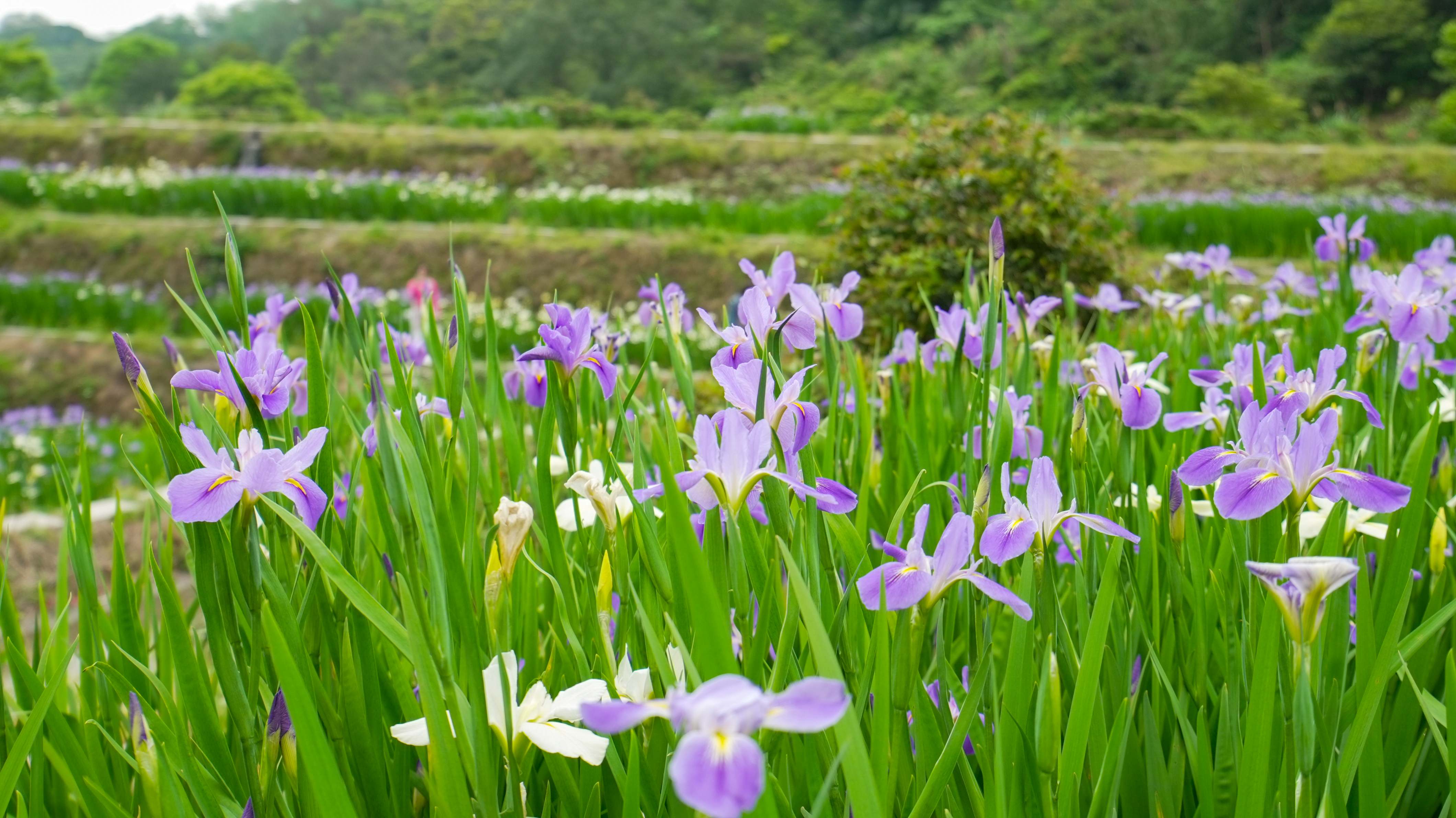 石門鳶尾花(資料照片).