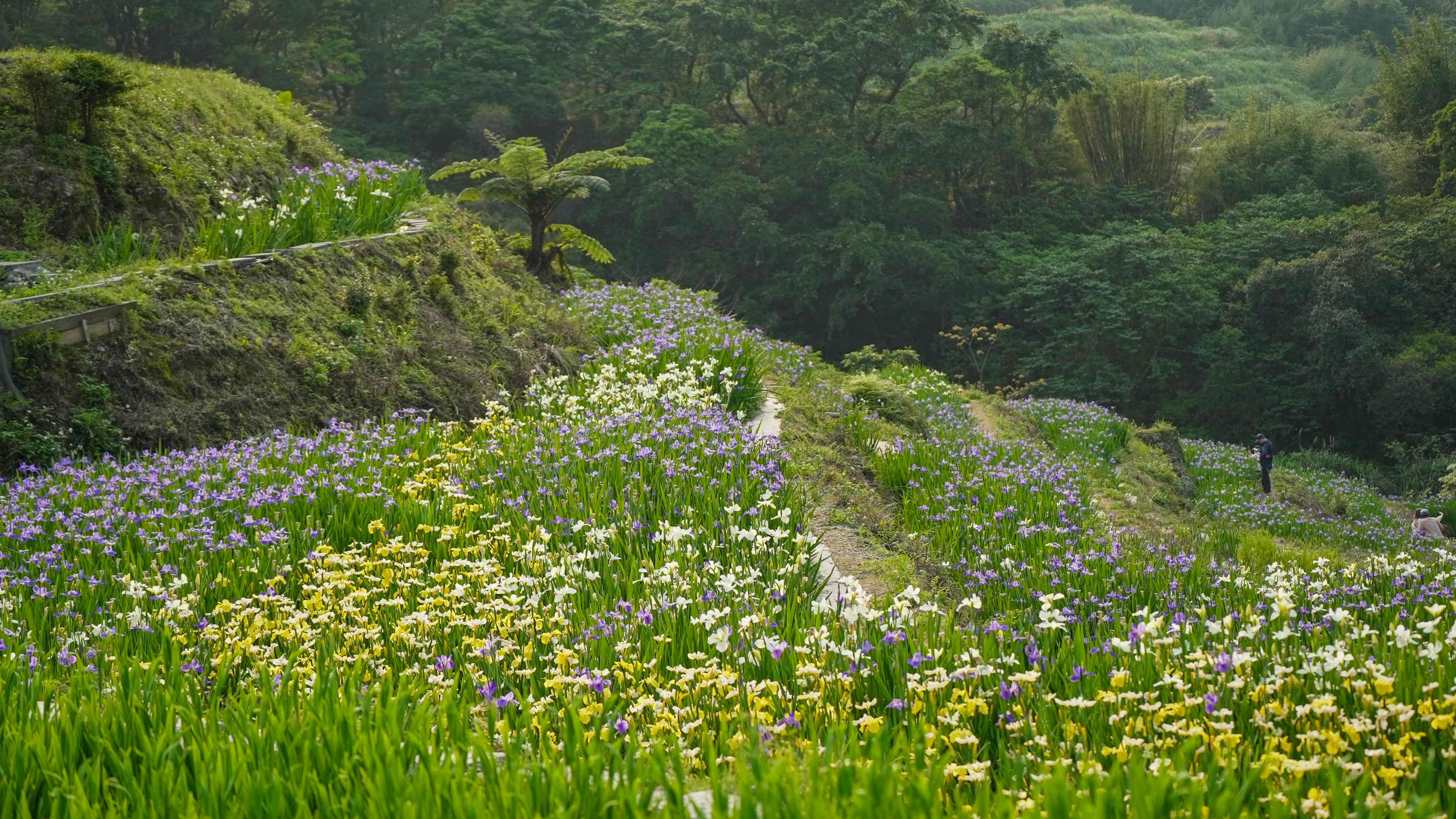 石門的壯闊的鳶尾花海總是吸引許多民眾賞花(資料照片)