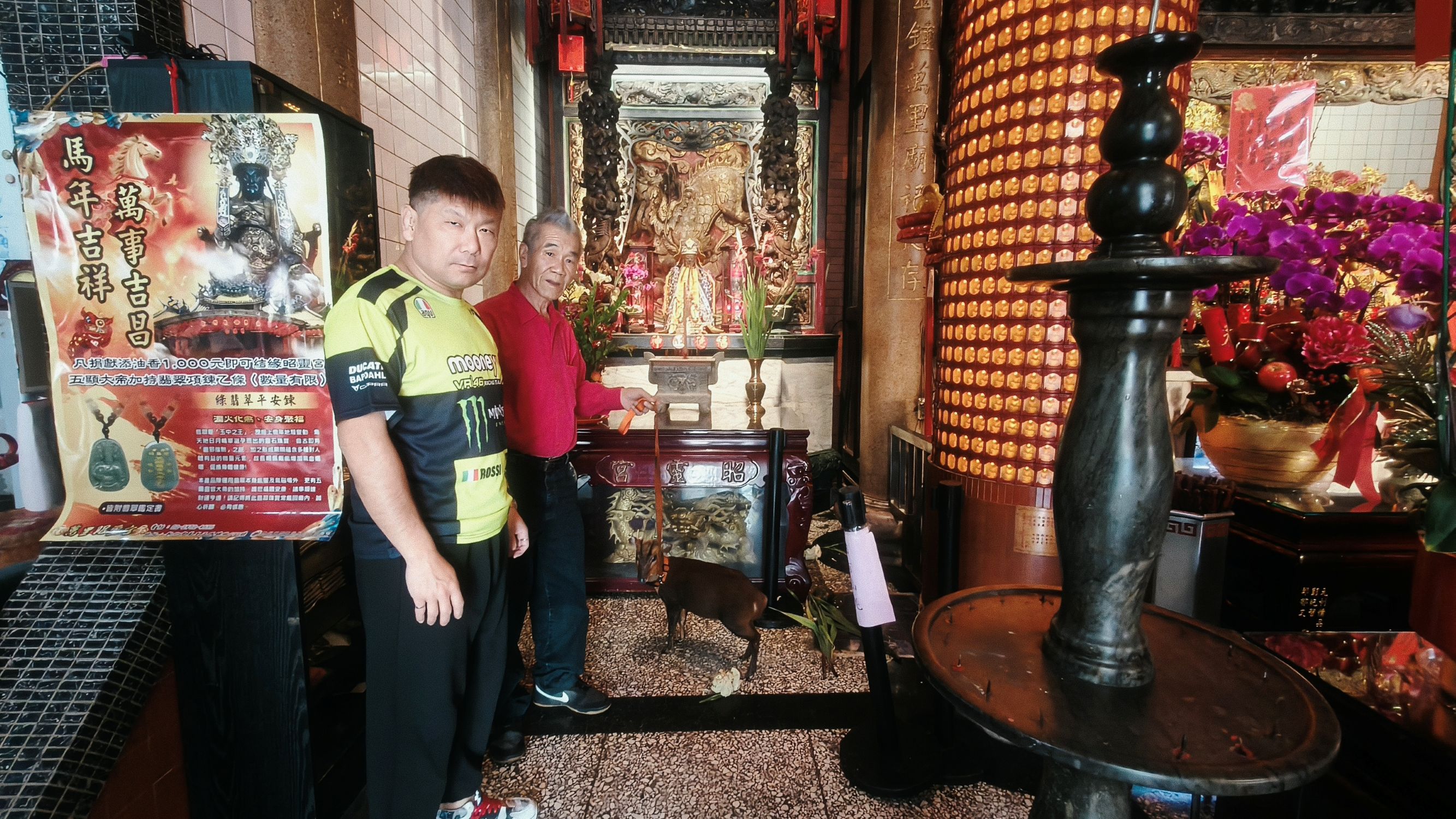  廟公與善心信徒細心照顧，山羌才逐漸放下警戒心