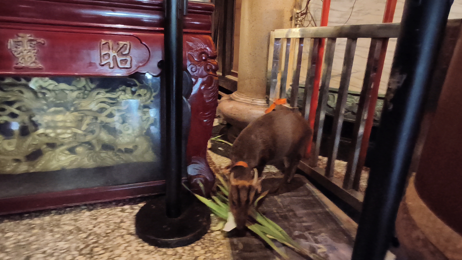  廟方人員提供乾淨青草食物及飲水照料