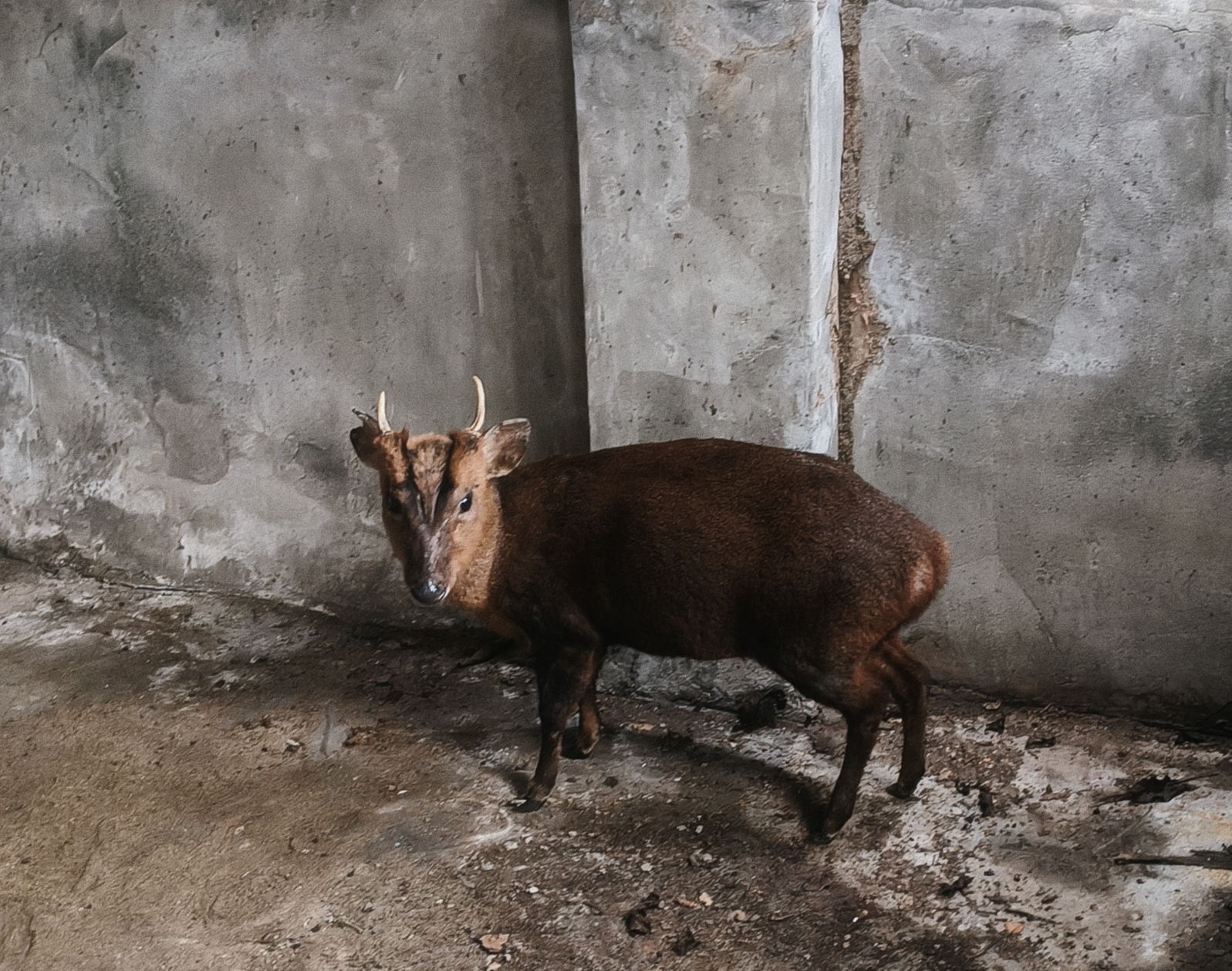  廟公與善心信徒提供山羌安靜棲身之處