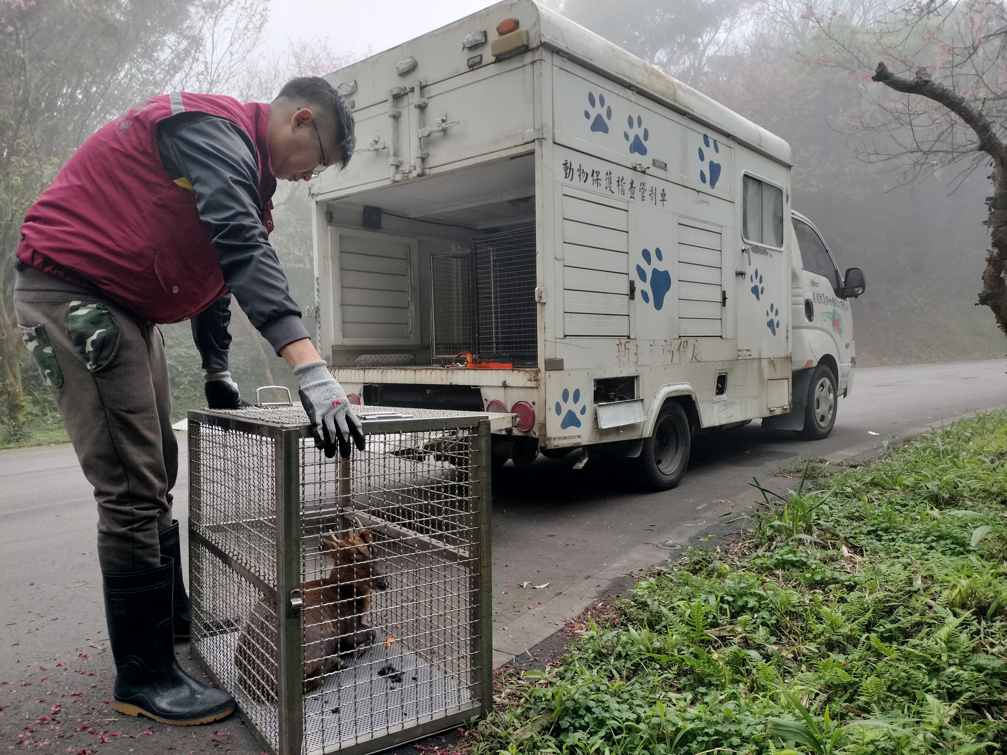 新北動保處接力讓山羌重返山林原棲地