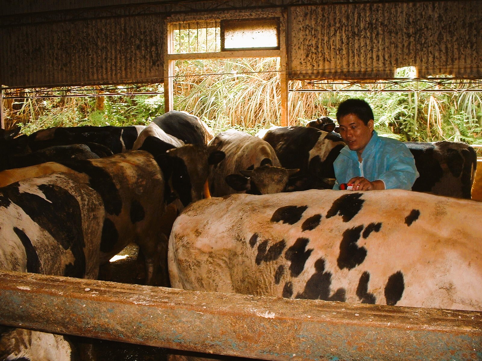 05.佳林動物醫院平時深入農舍防疫整備，強化災時動物救援