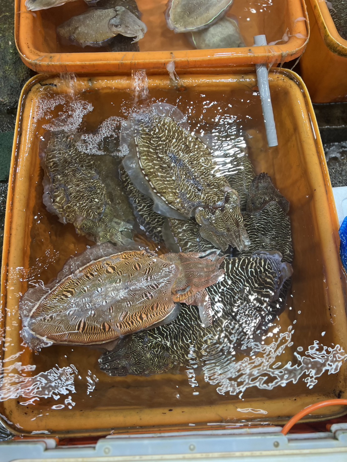 富基魚市販售新鮮活花枝