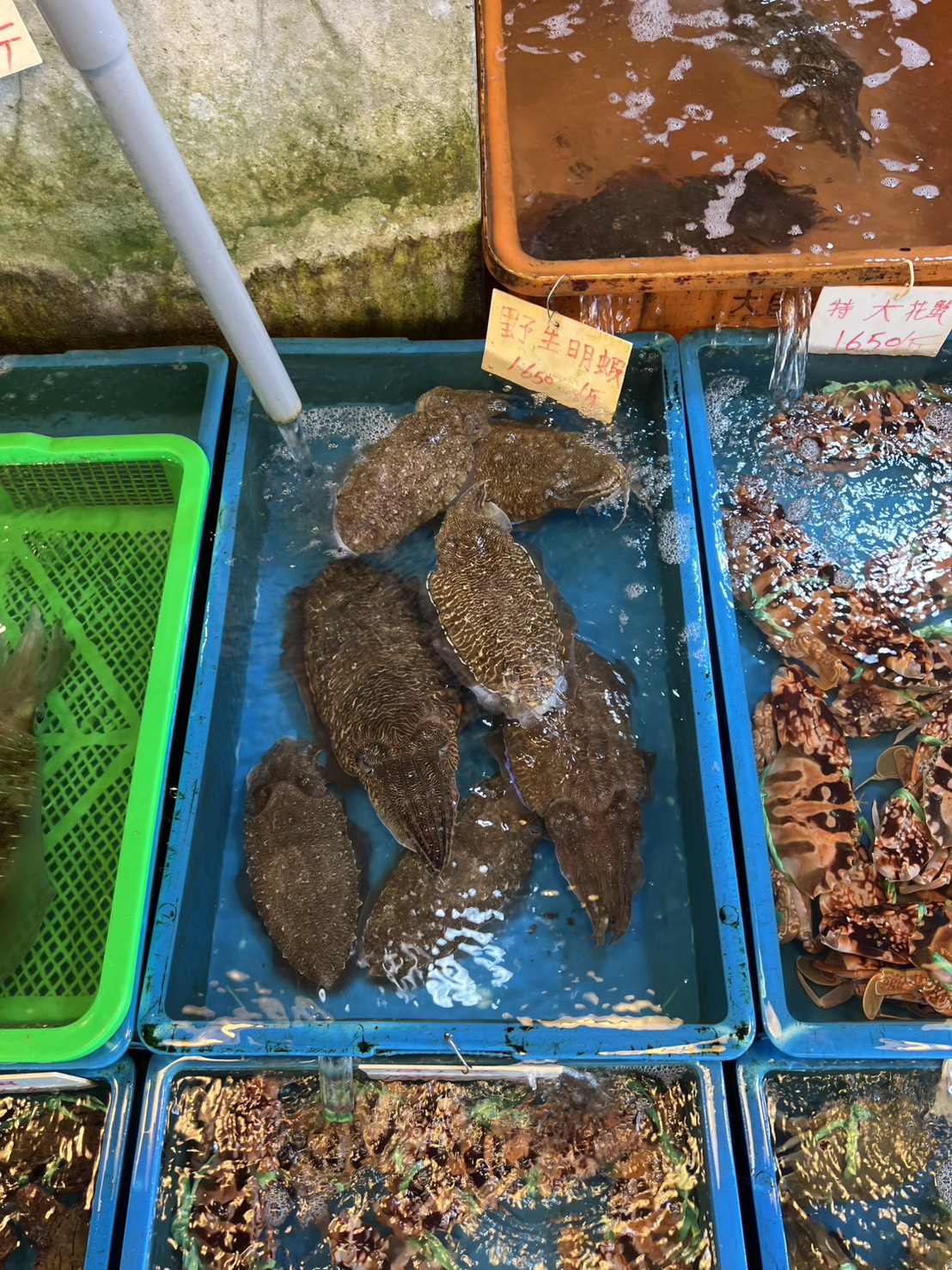 富基魚市販售新鮮活花枝 ( 2 )