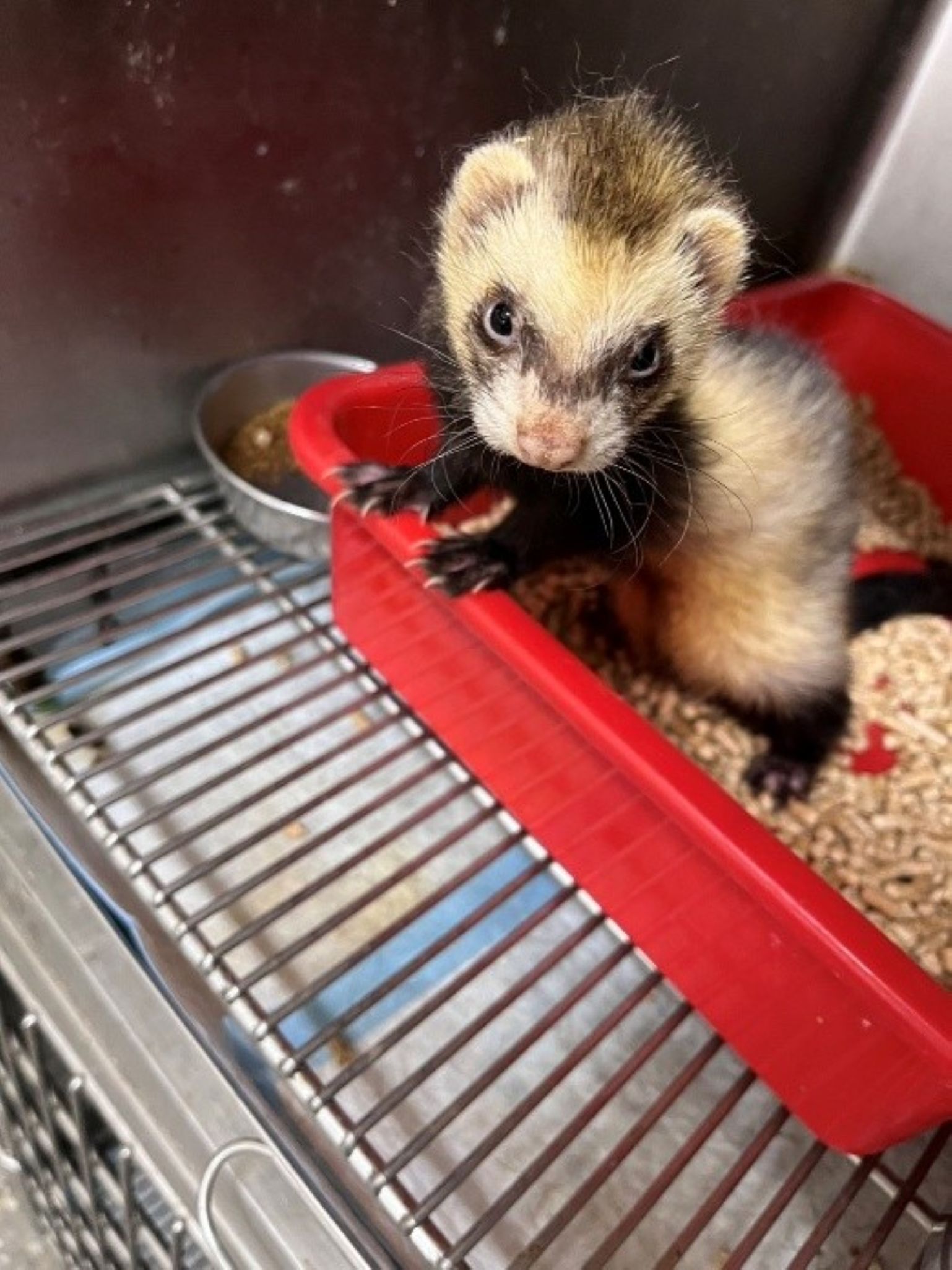  日前拾獲民眾通報雪貂，後帶回動保處安置