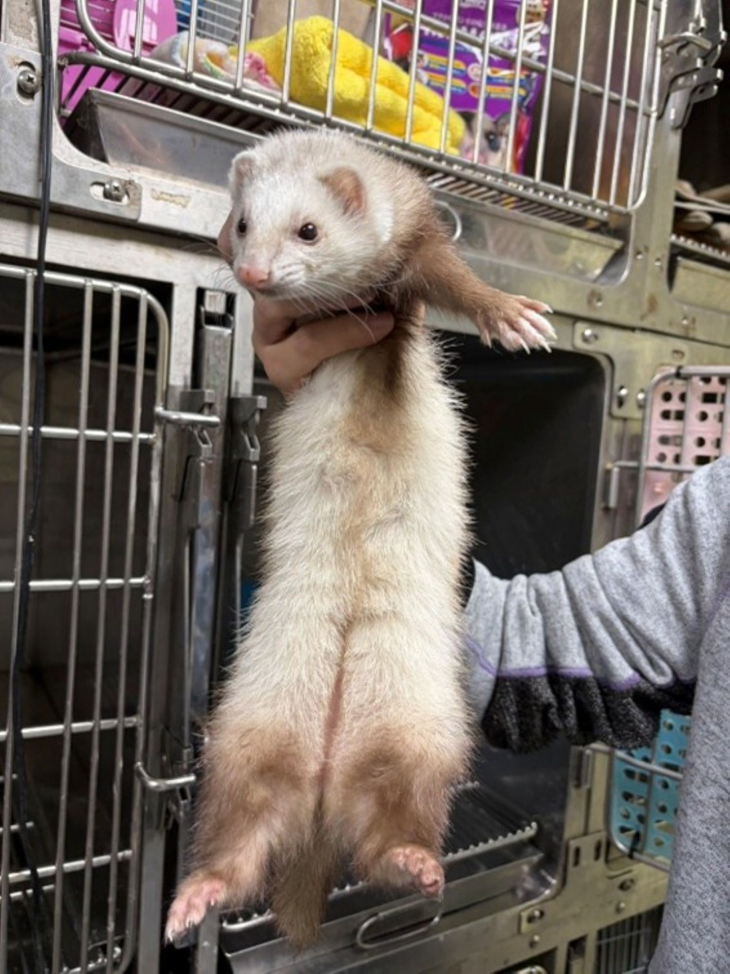  雪貂身形細長，需注意籠舍是否牢固以免脫逃