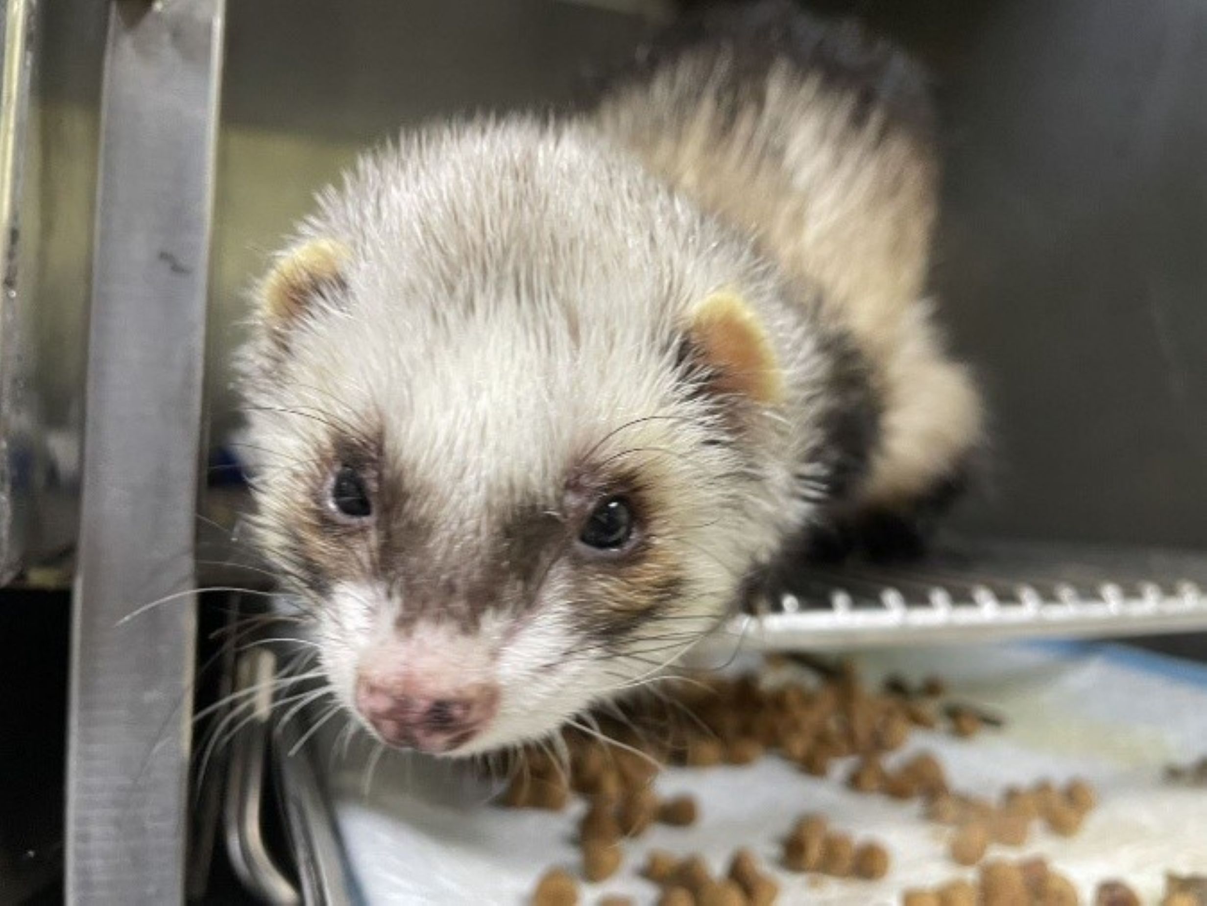  日前拾獲之雪貂經過媒合後順利找到新飼主