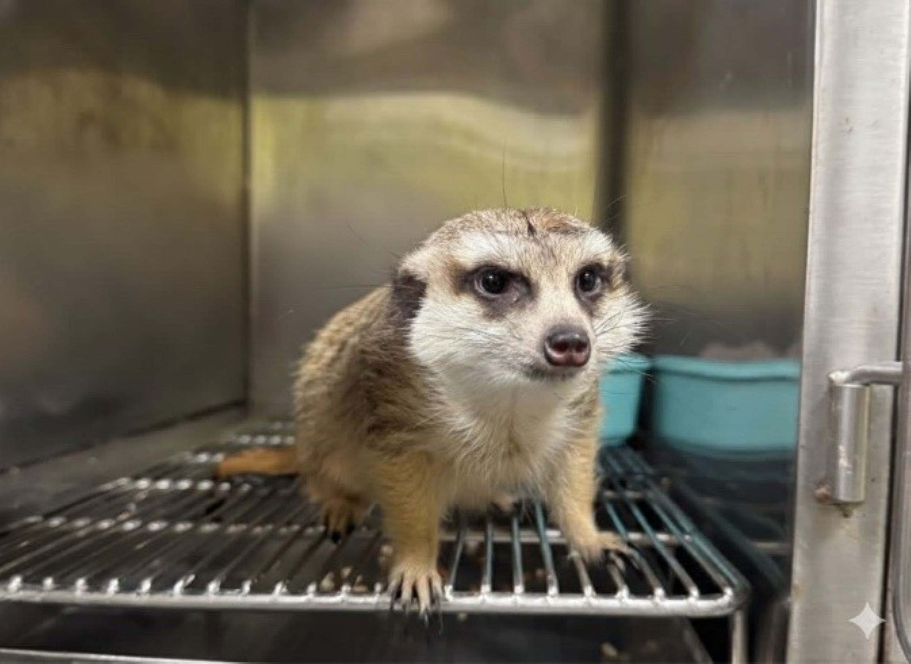  日前民眾寵物狐獴走失，飼主有做特殊寵物登記晶片順利尋回