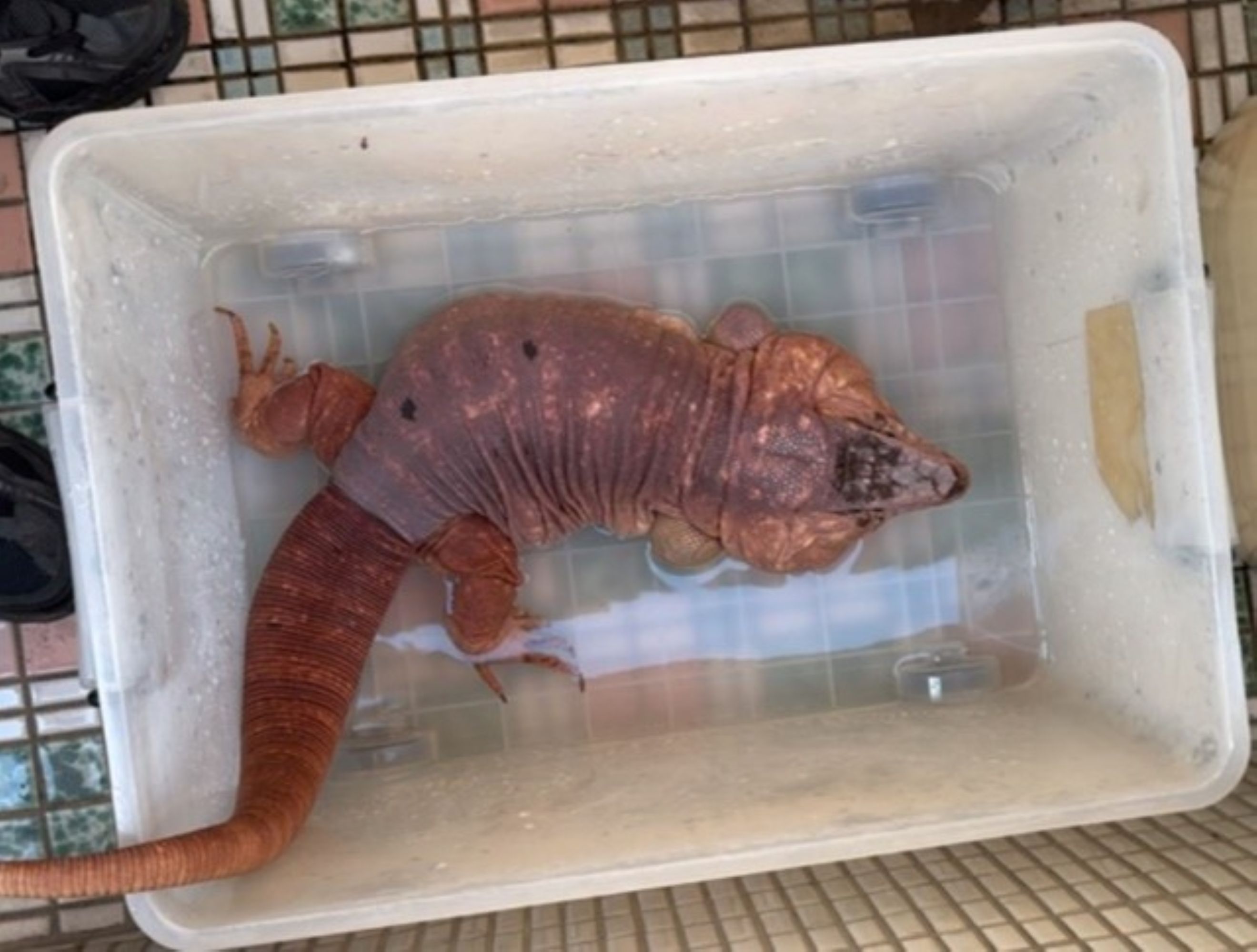  日前民眾送交的南美蜥，飼主有做特殊寵物登記晶片，動保處已聯絡飼主領回