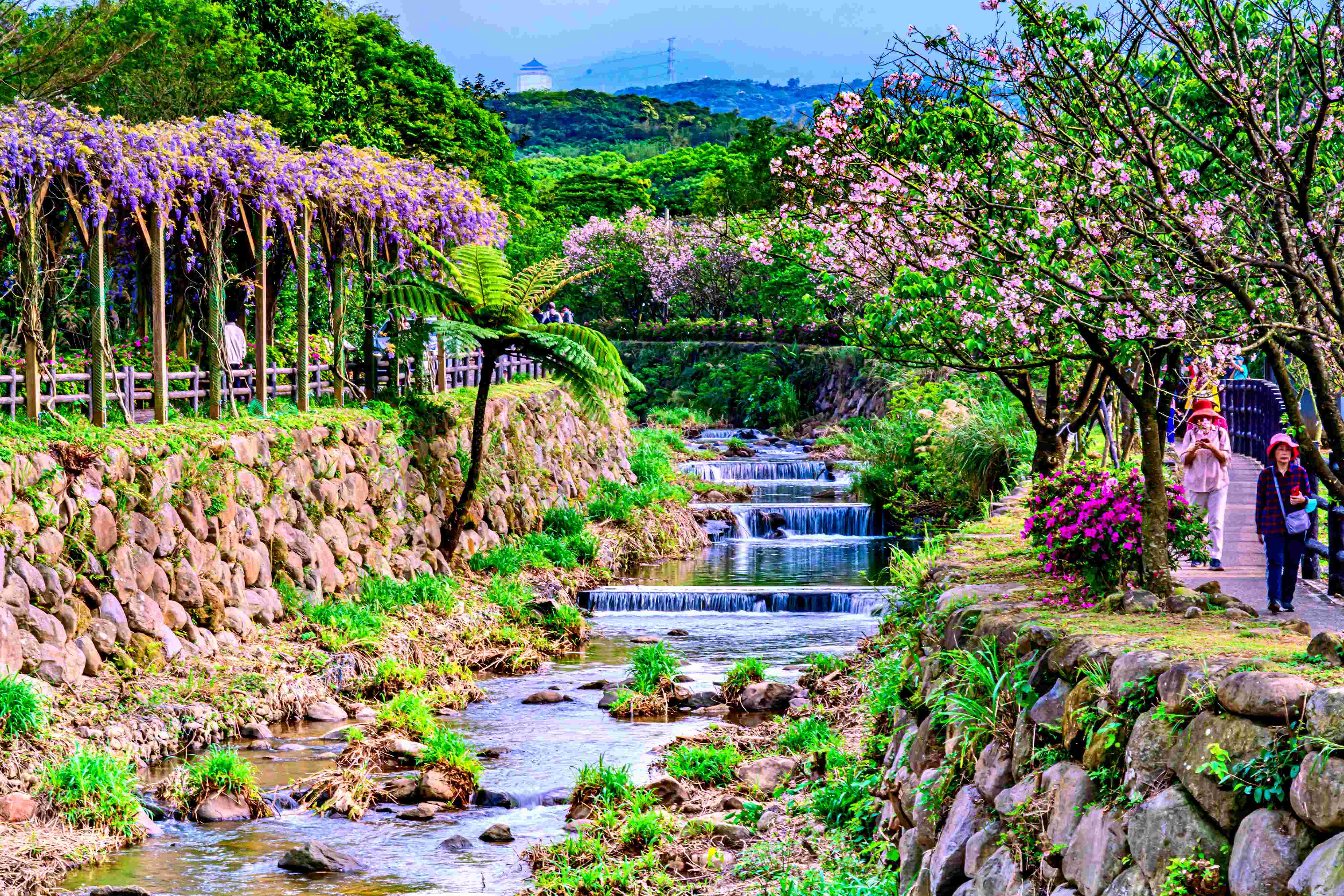 三芝三和三生步道紫藤花(資料照片)