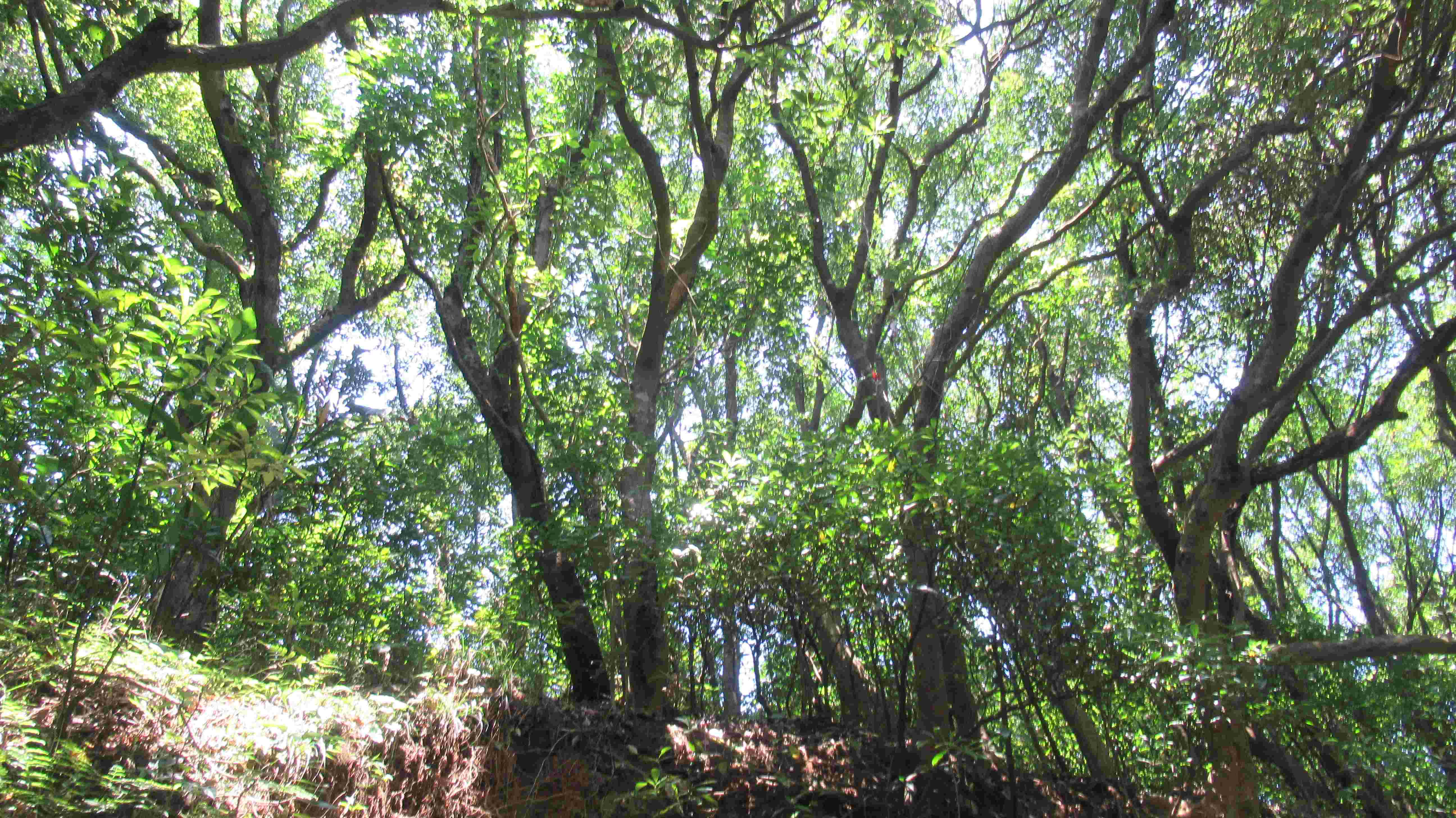 202604020008141.JPG&filedisplay=歷年森林火災發生原因高達九成以上屬於人為直接或間接所致。