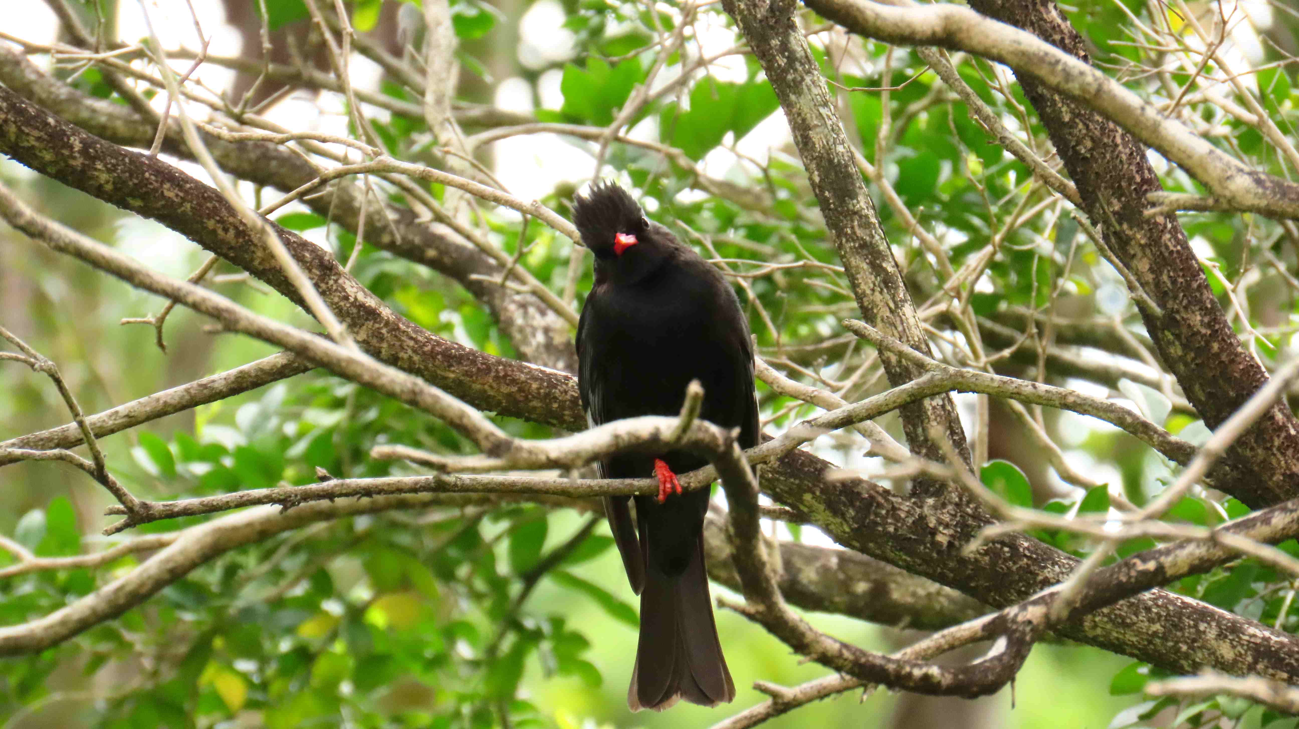 202604020008153.JPG&filedisplay=森林提供野生動物重要的休憩據點