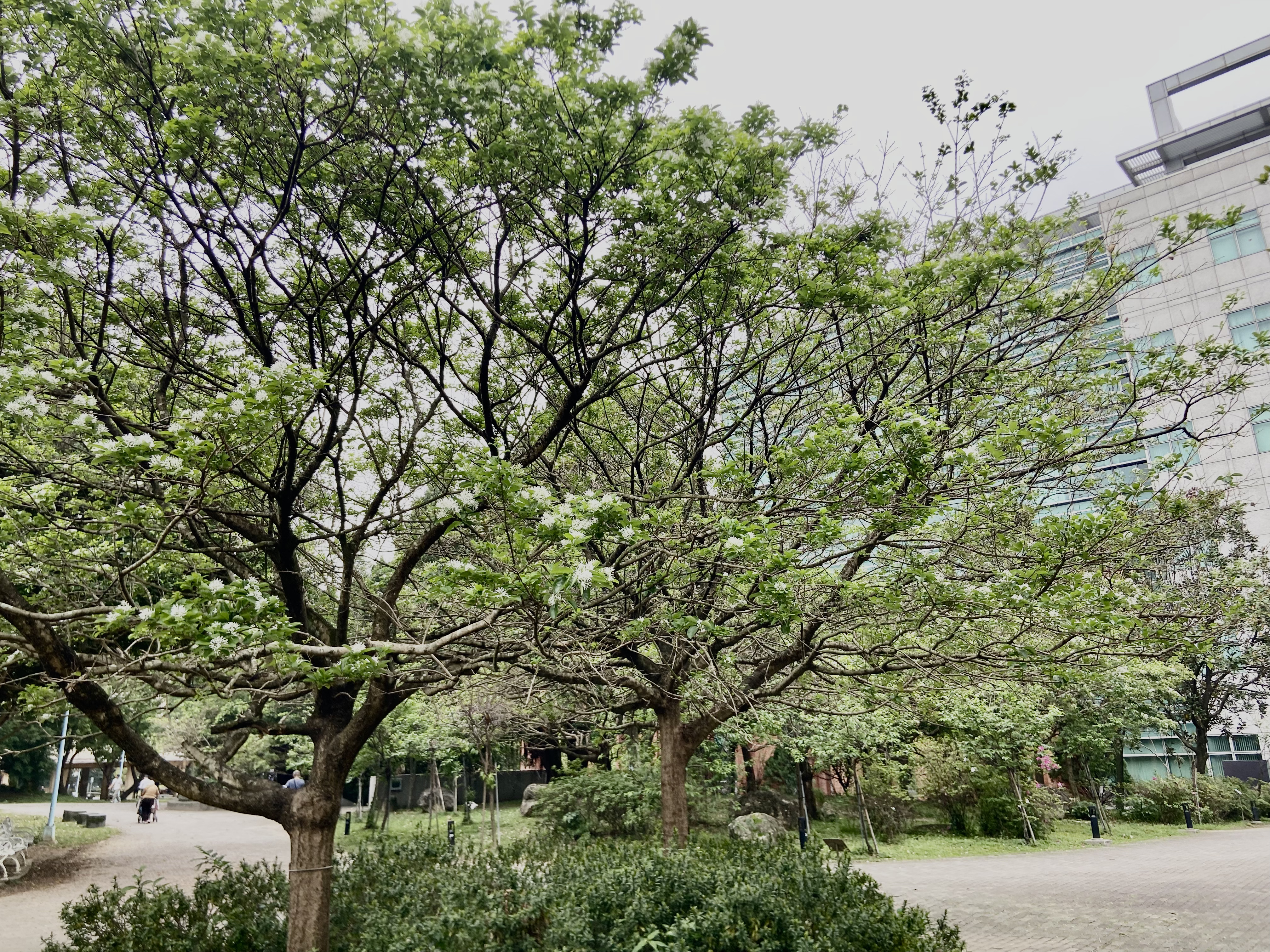 中和四號公園內的流蘇花目前約開4成，景觀處推薦盛開時不妨帶著一家大小走入公園感受當季美景