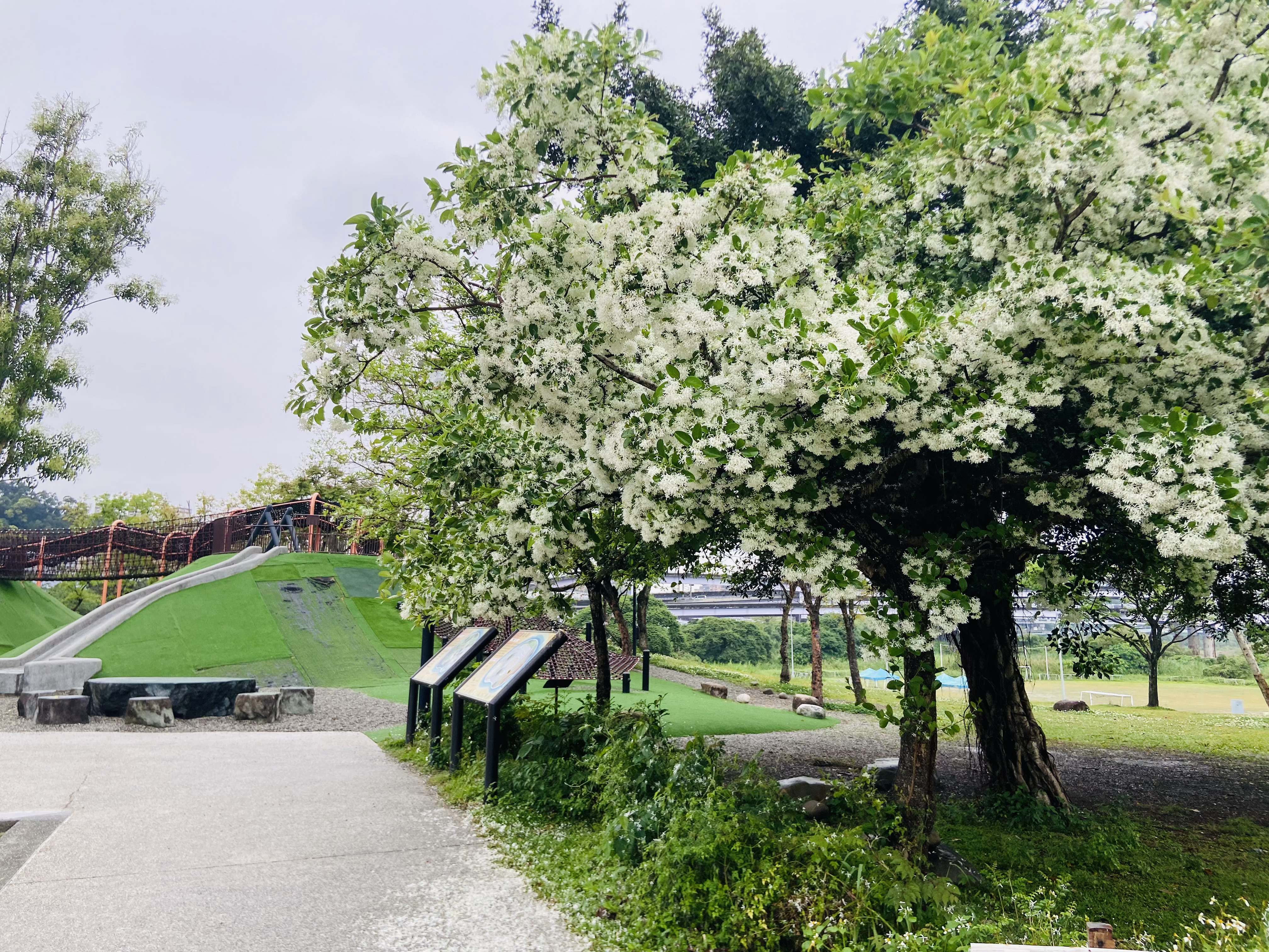 流蘇花潔白細緻的花朵成簇綻放於枝頭，遠望如雪覆綠葉，美不勝收(圖為陽光運動公園內流蘇花)