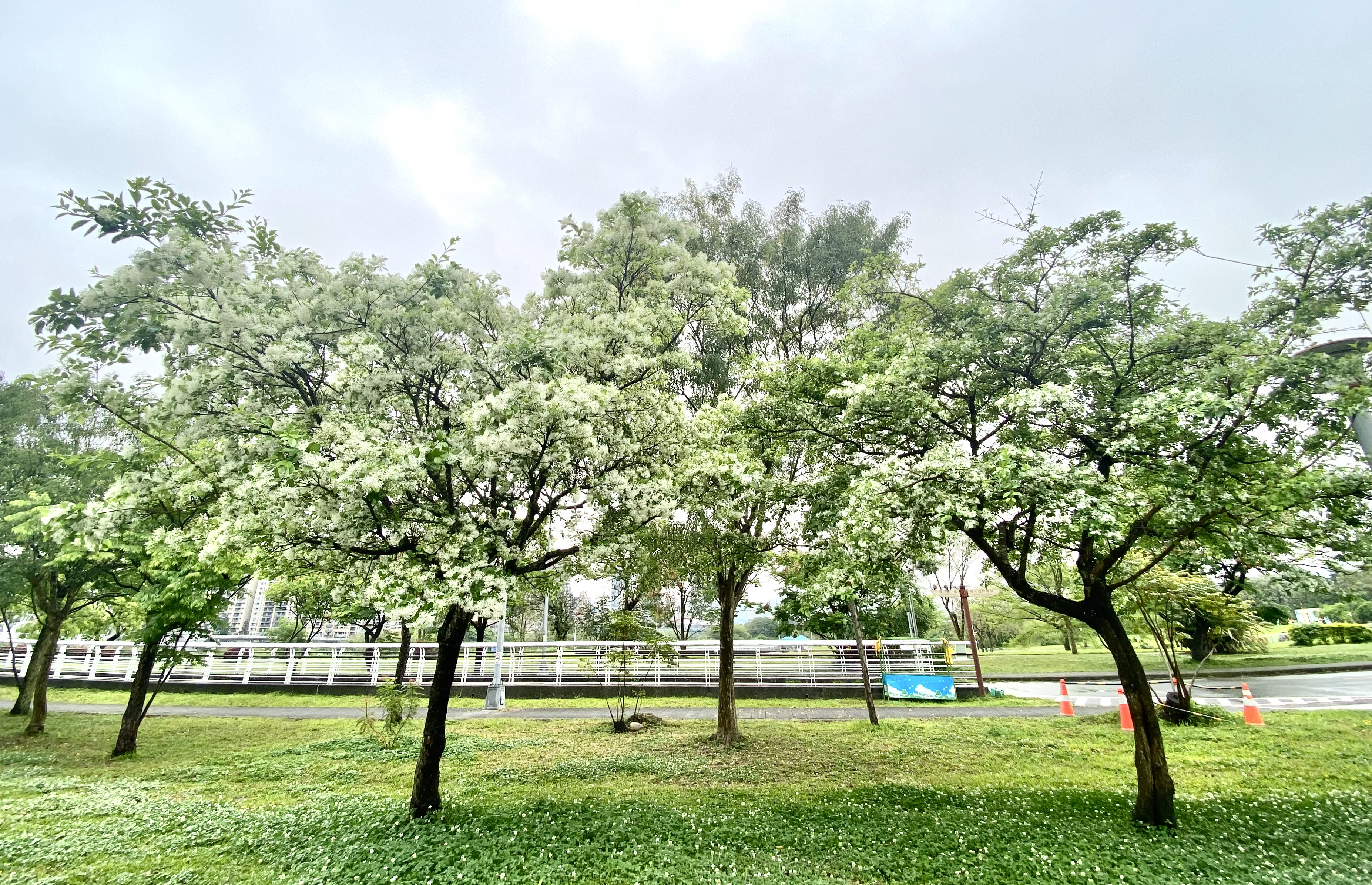 新店陽光運動公園裡有著「四月雪」美譽的流蘇花已迎來花期