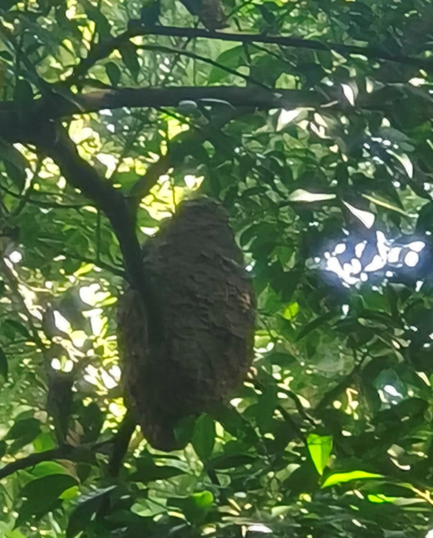 蟻巢表面通常無波浪狀紋路，呈現黑褐色，可藉此和虎頭蜂窩做區分