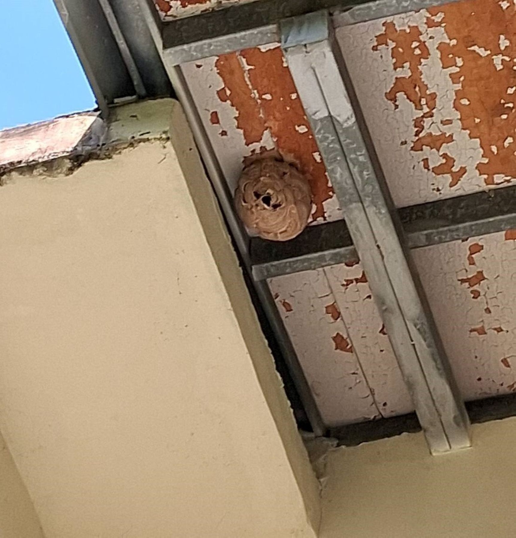  新店區民眾通報屋頂下方有蜂窩，動保處人員研判為黃腳虎頭蜂巢，已順利摘除完成