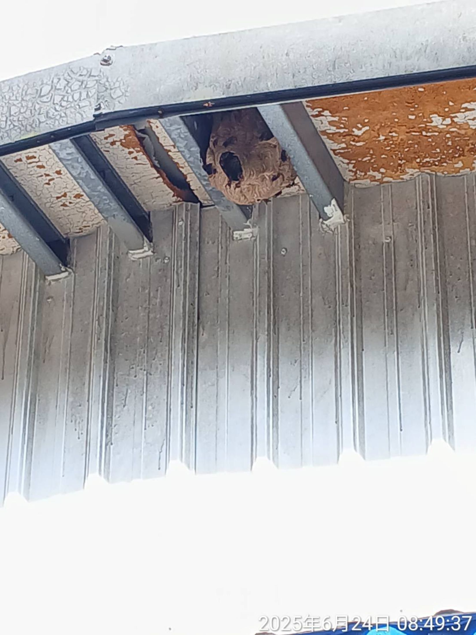  虎頭蜂巢特點為表面波浪狀紋路，圖為黑腹虎頭蜂巢