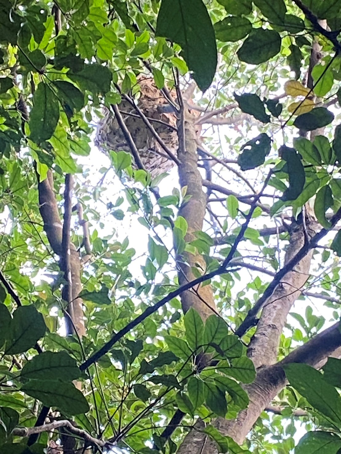 戶外活動應觀察樹上、草叢中是否有蜂巢或虎頭蜂，如發現疑似球狀物體，應儘快遠離