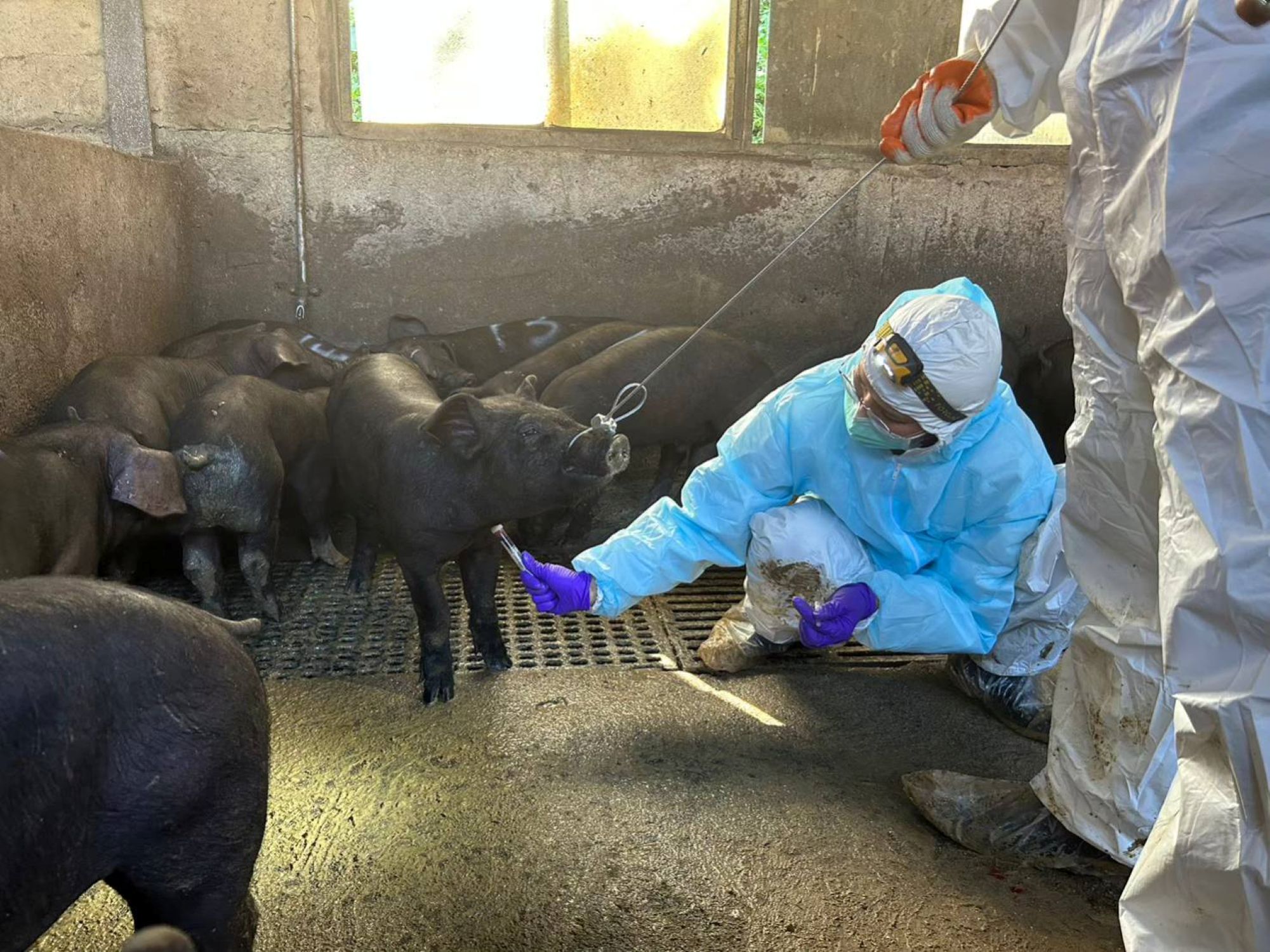 新北動保處前往養豬場，採集血清，豬隻重大疫病監測。