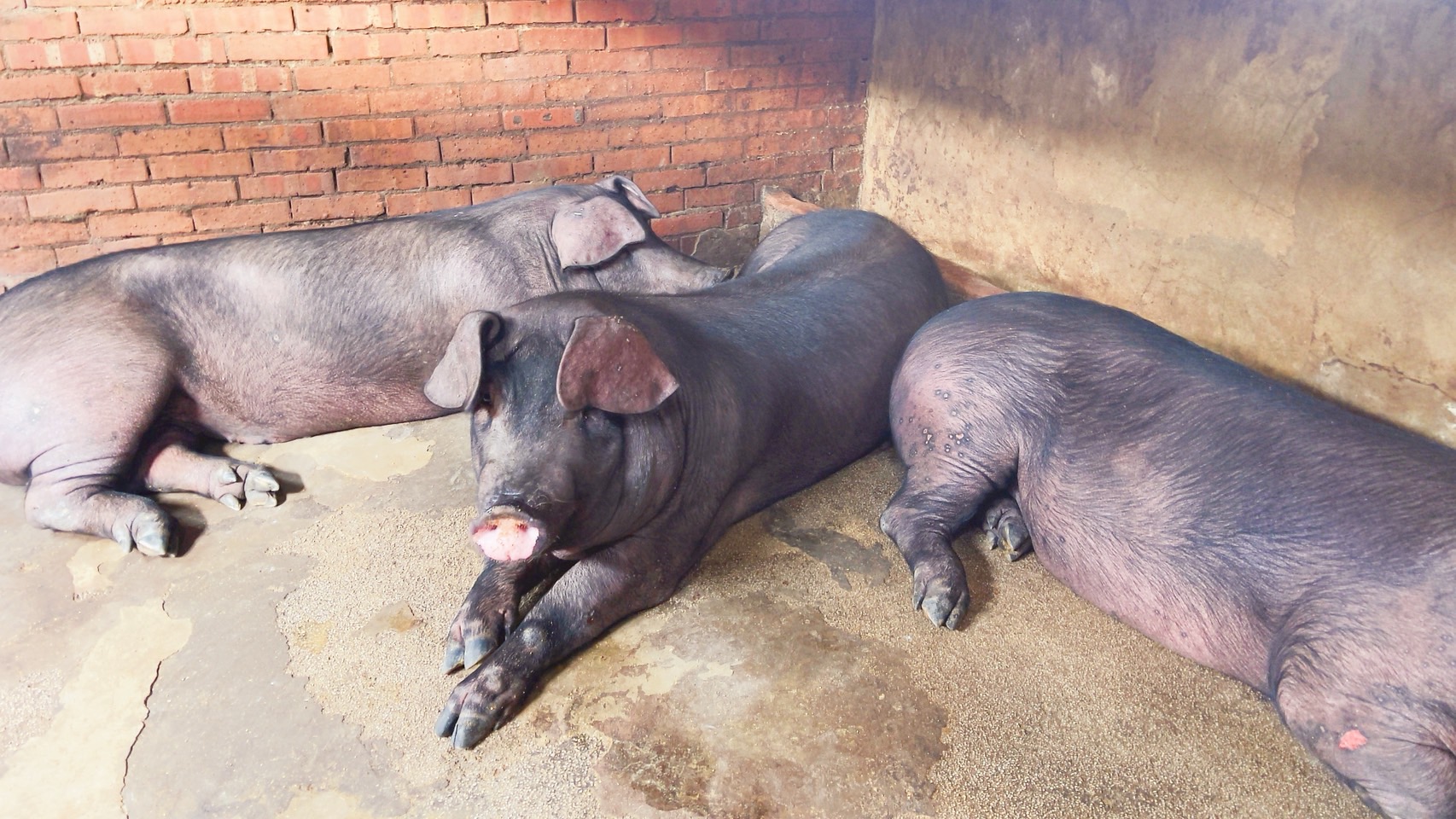 新北動保處響應世界衛生日，從守護動物健康衛生開始。