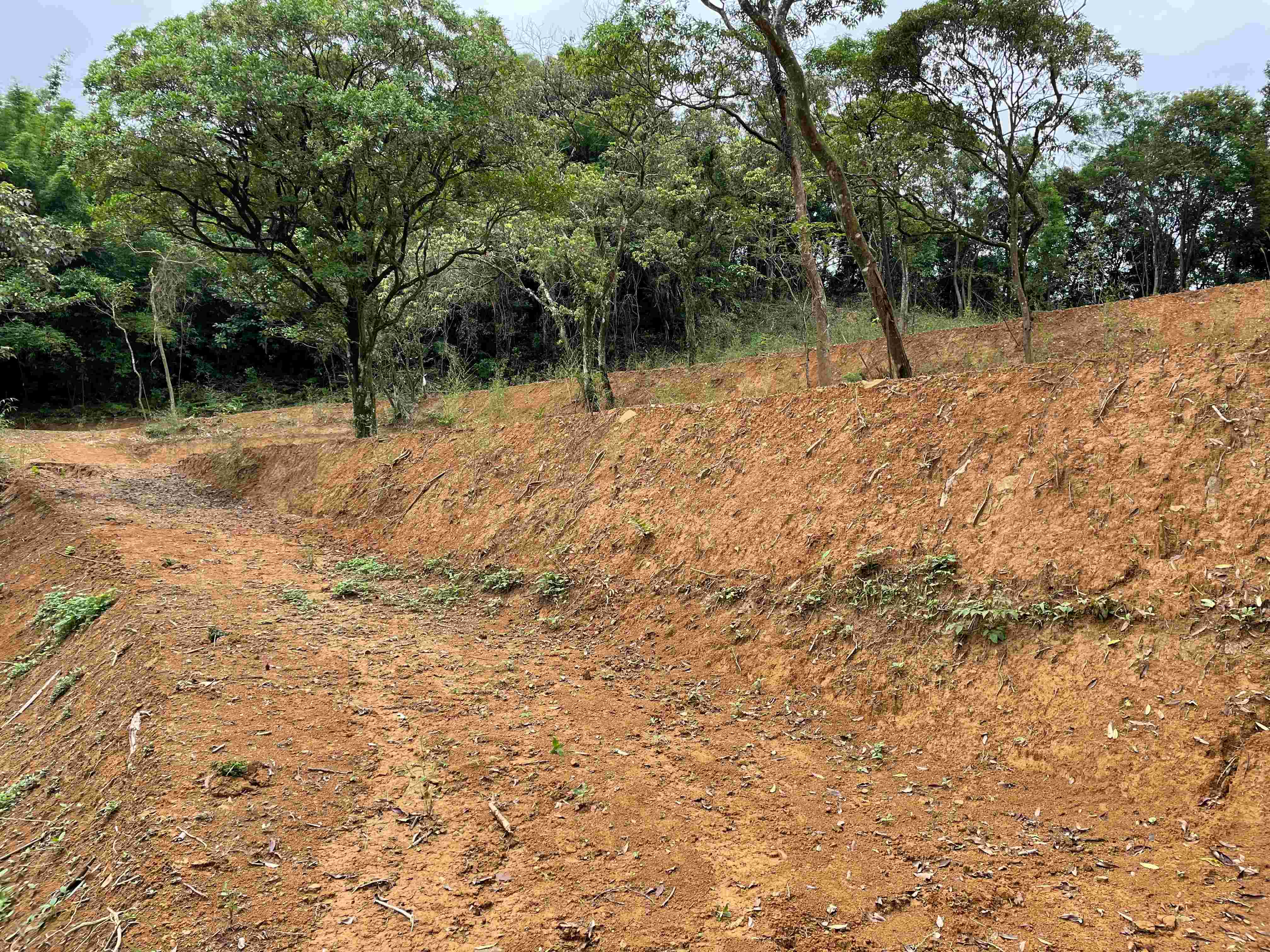 使用怪手除草並將土地原坡面整理成階梯狀，此行為已涉及未經申請即擅自開挖整地2