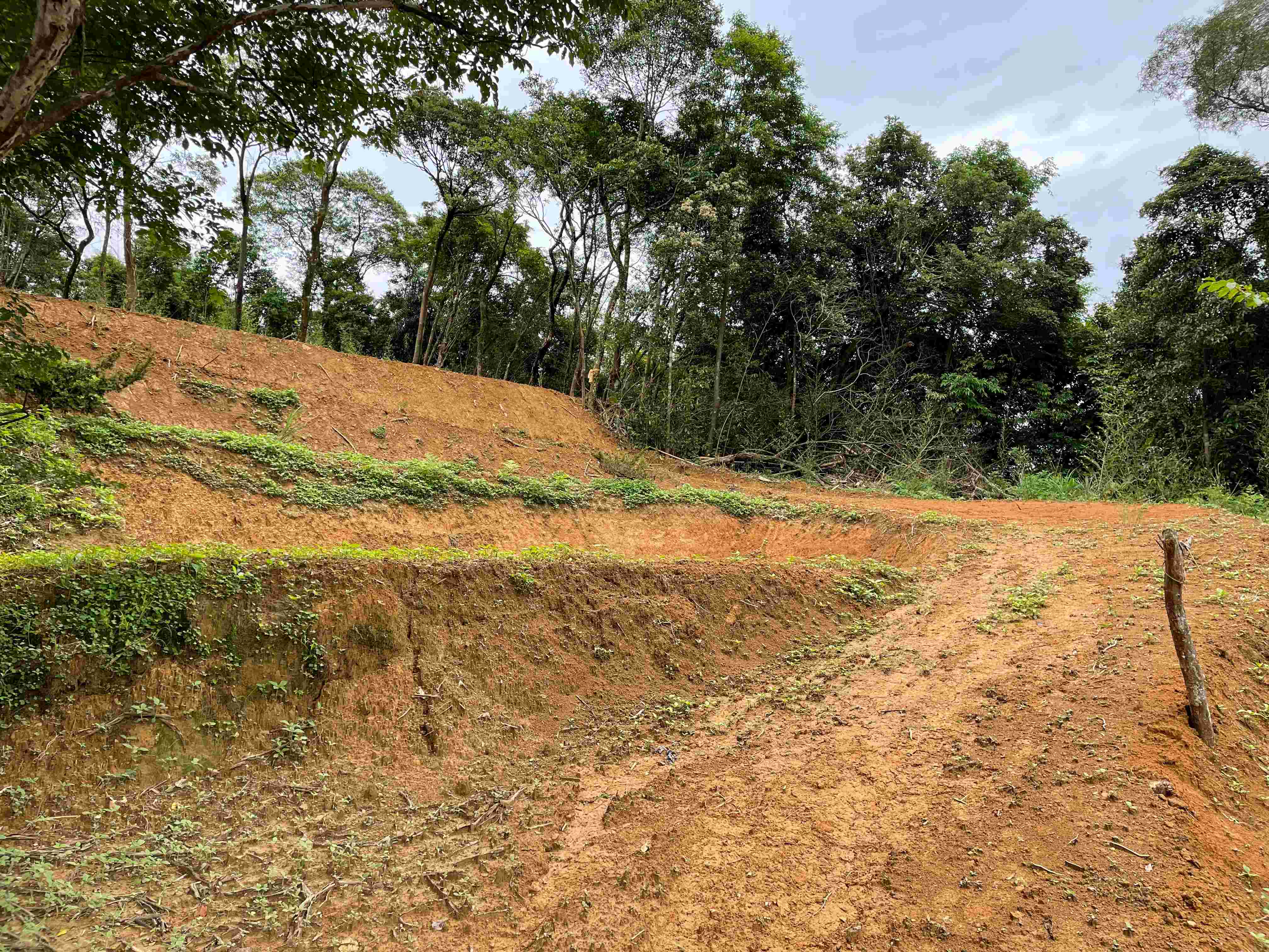 使用怪手除草並將土地原坡面整理成階梯狀，此行為已涉及未經申請即擅自開挖整地