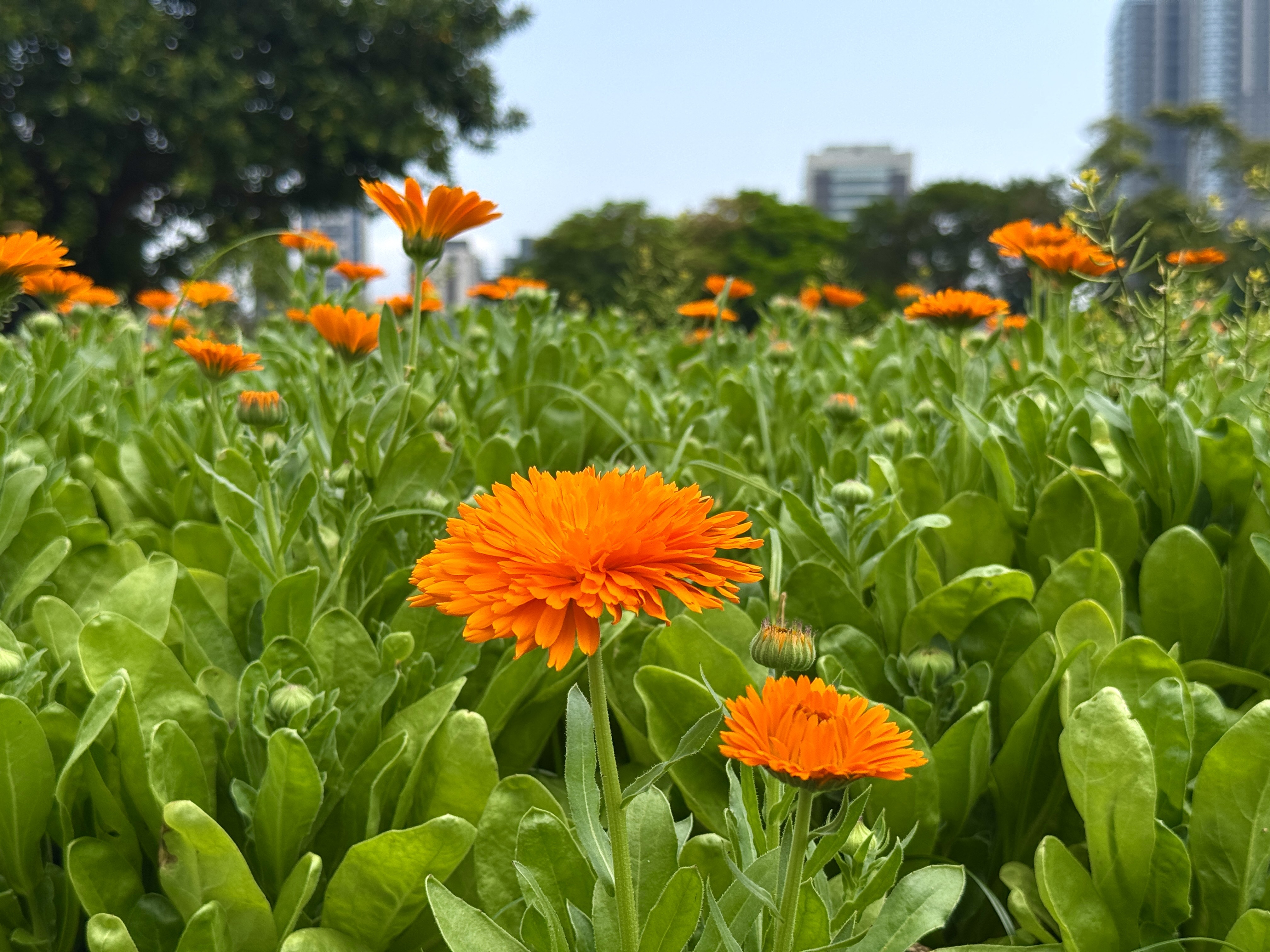 陽光下綻放的金盞花，展現活力