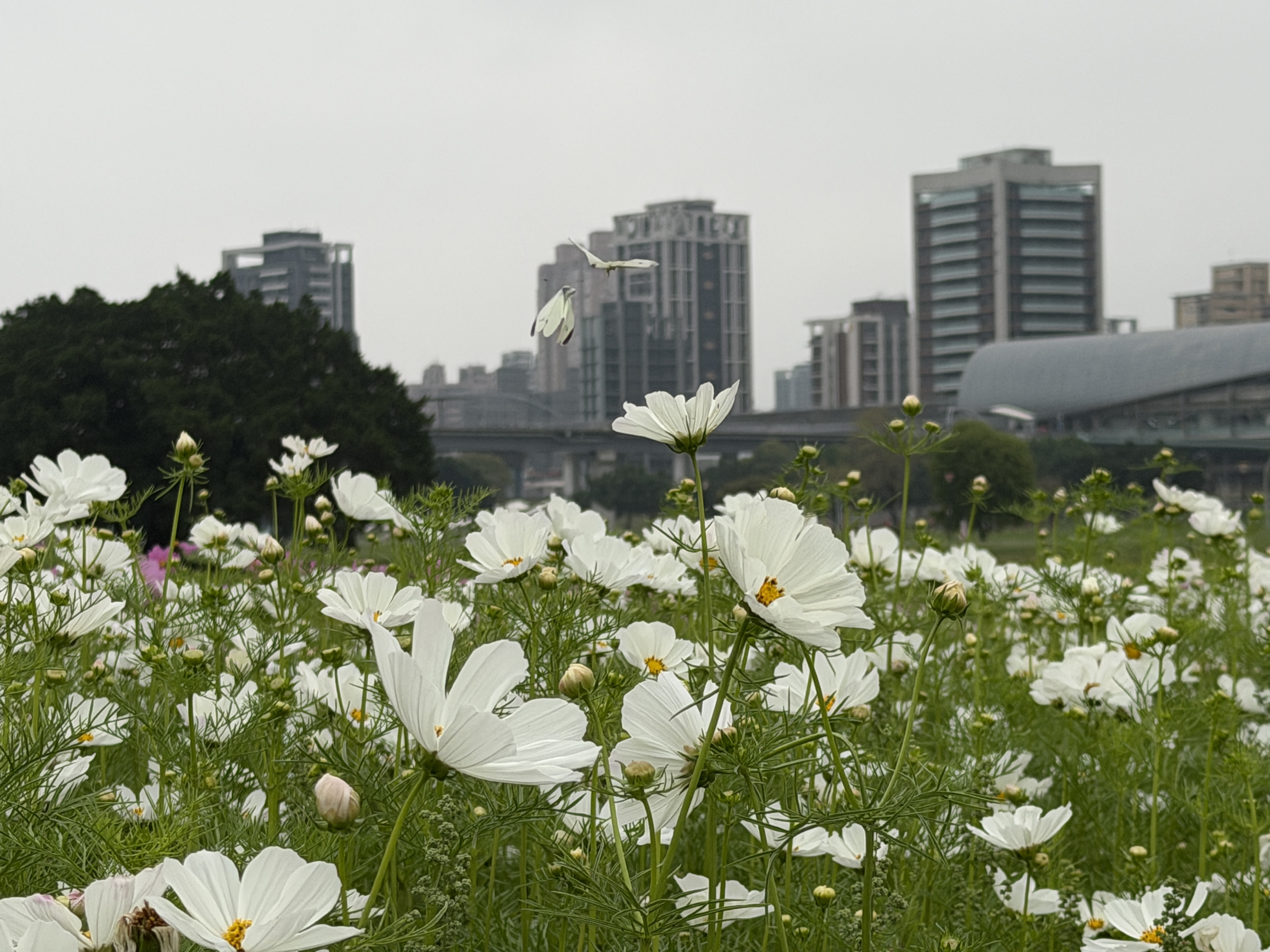 白色花團錦簇中，雙蝶共舞