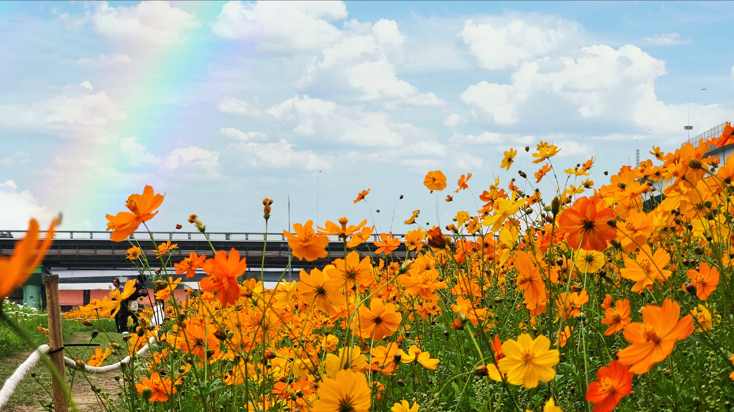 絕美花海，連假首選賞花勝地