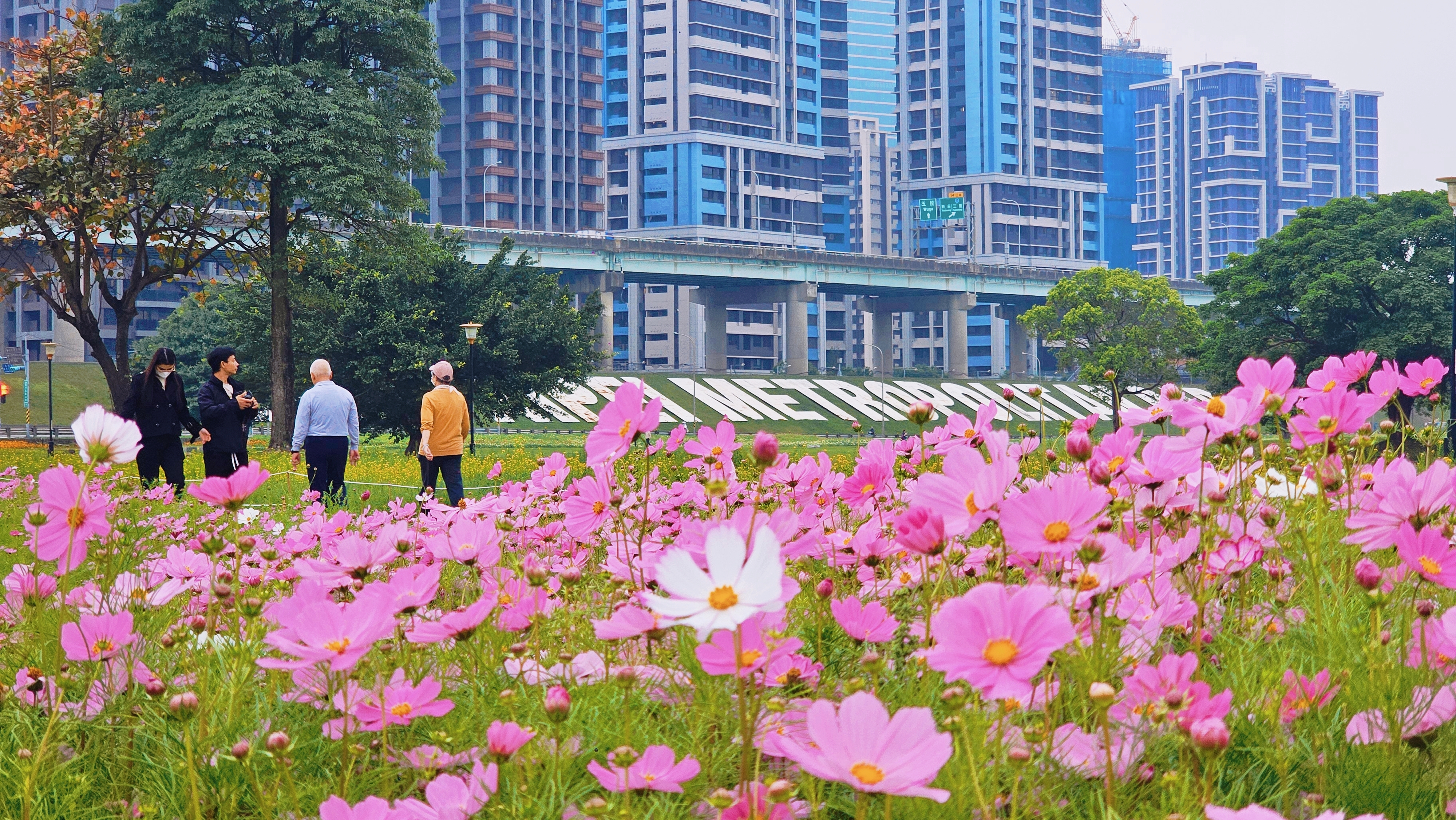 繁華建築下，粉色花毯漫向天際