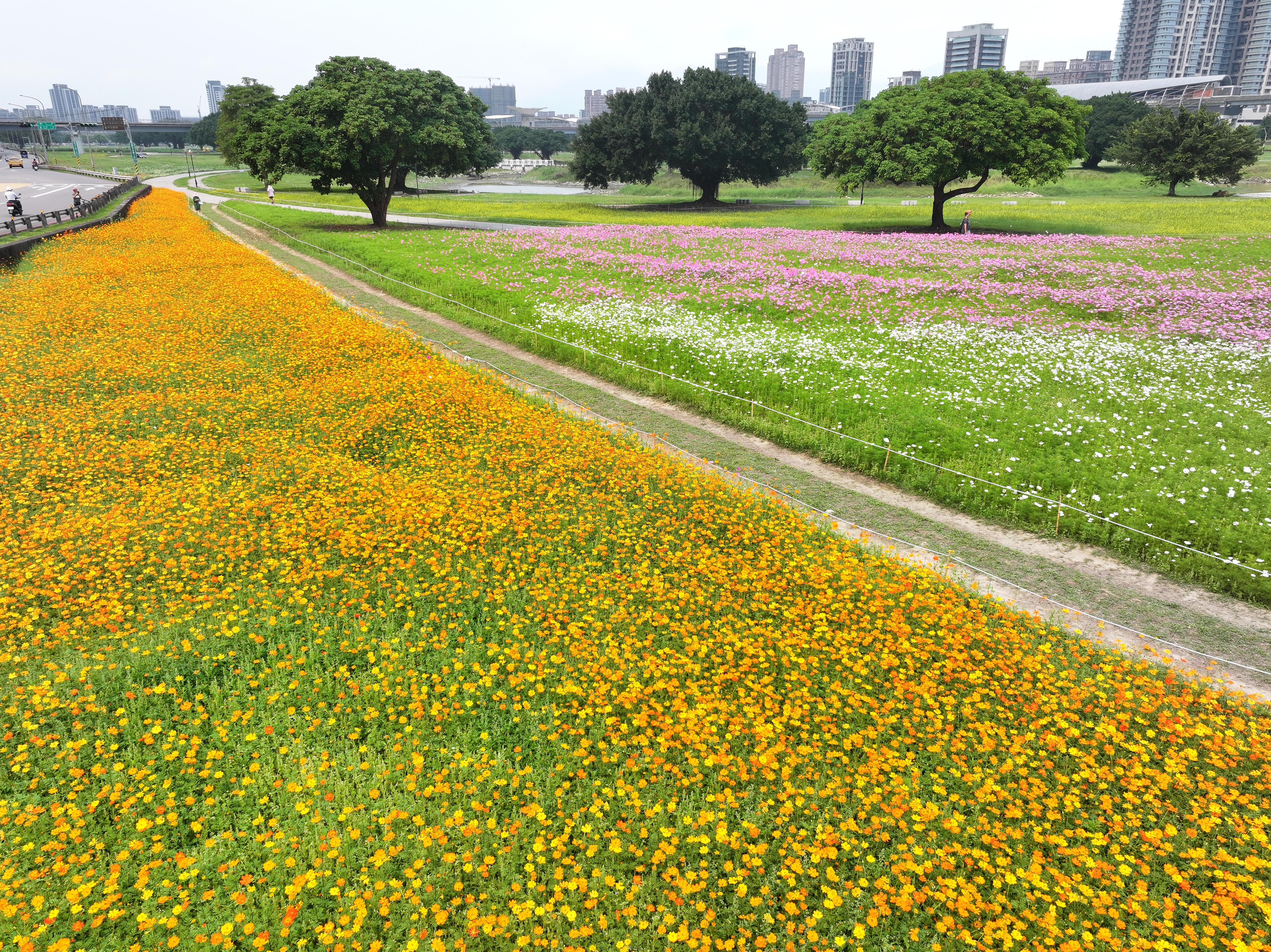 五彩大地，編織出斑斕的花海
