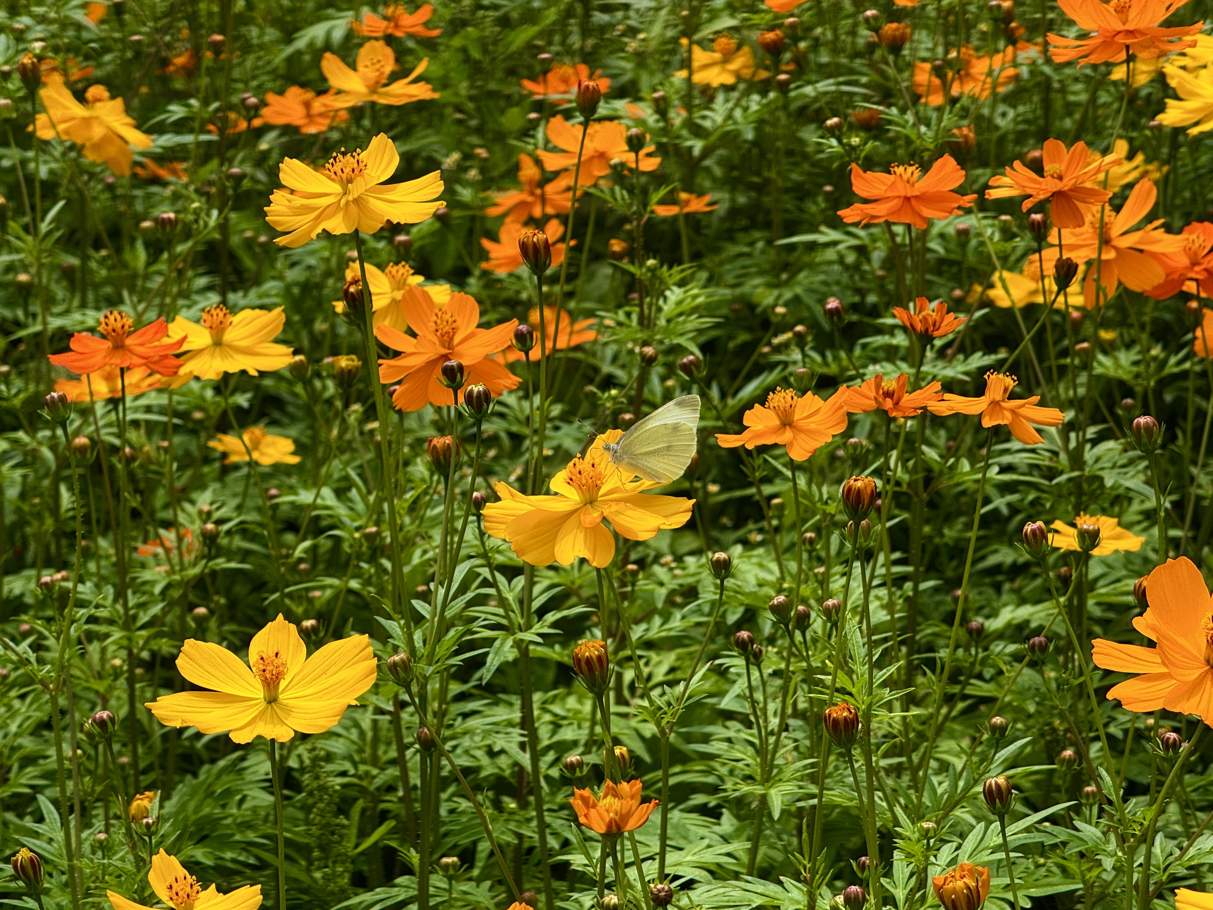 黃瓣搖曳，白蝶輕點橘金間
