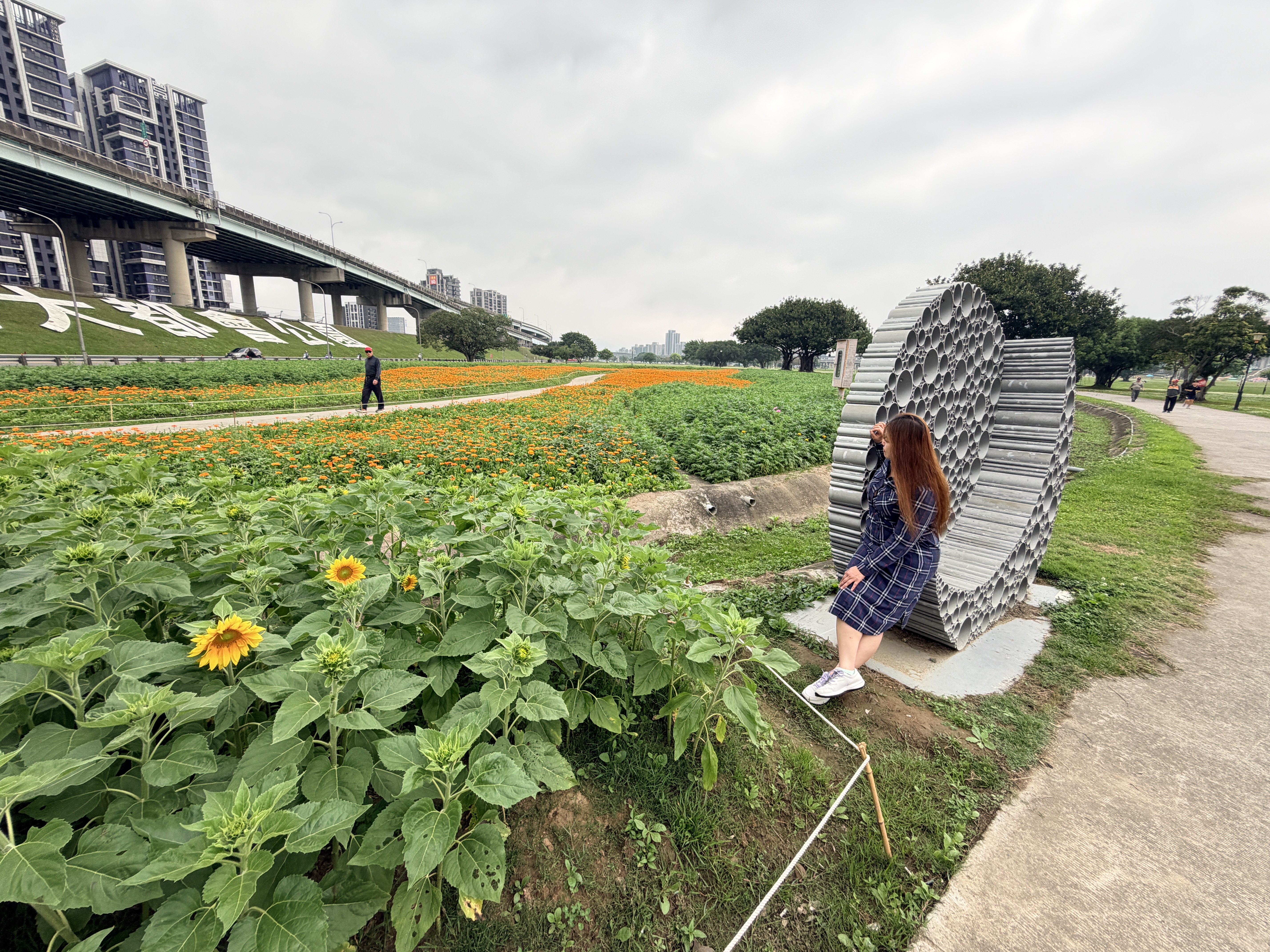 可愛的向日葵也已經蓄勢待發