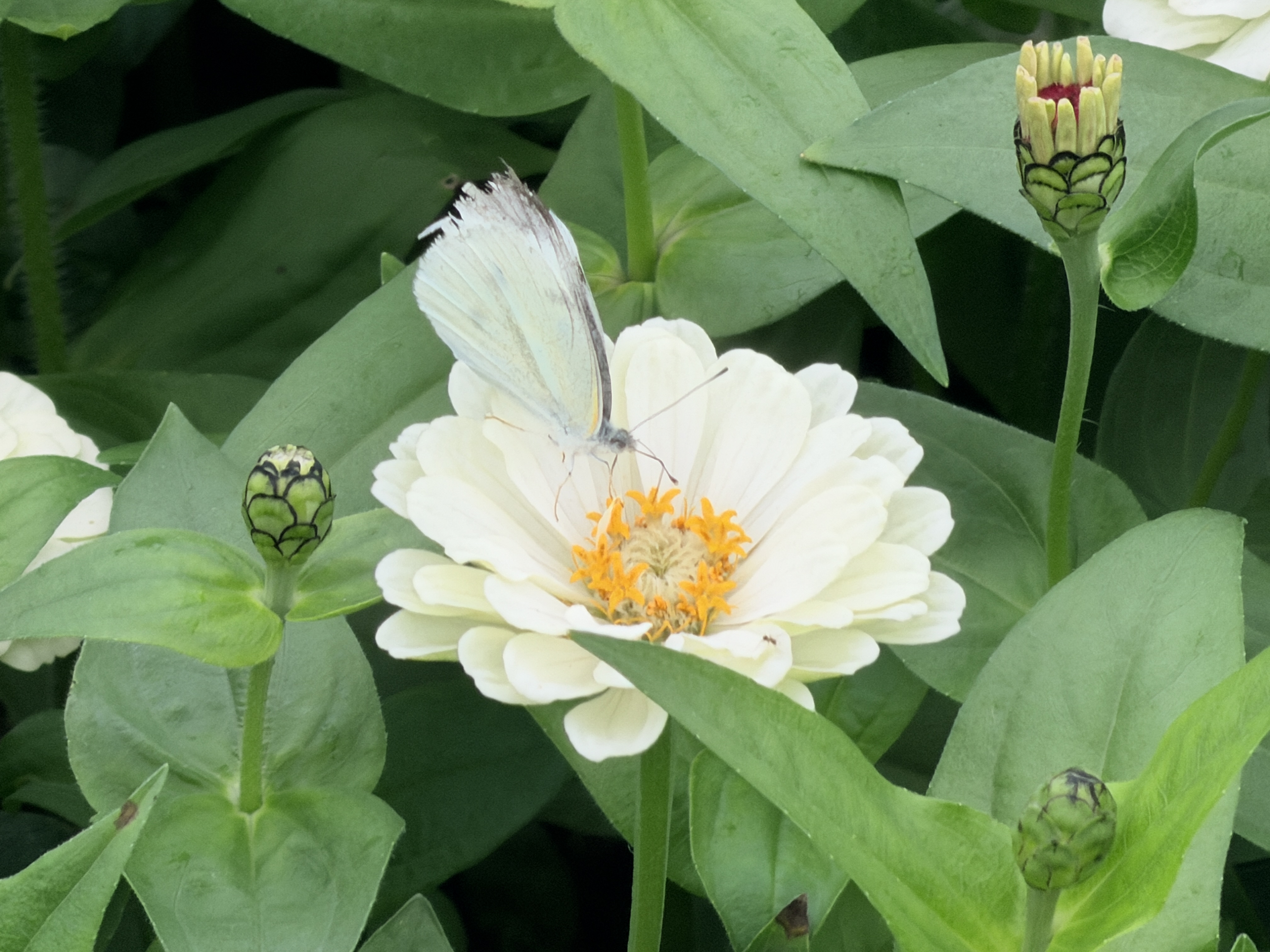 白粉蝶恣意向白花索取花蜜