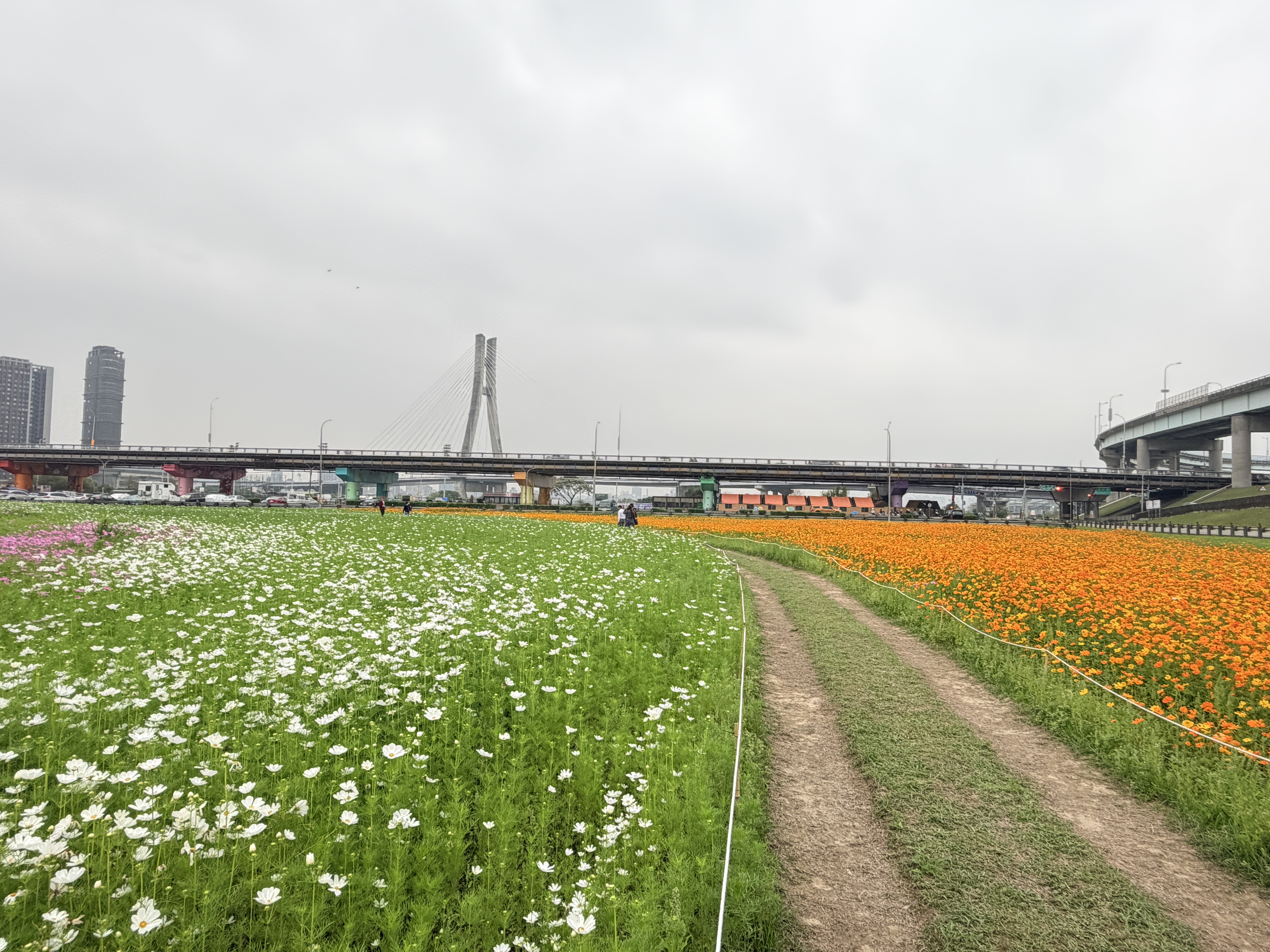 地毯兩側波斯菊向您展開兩翼