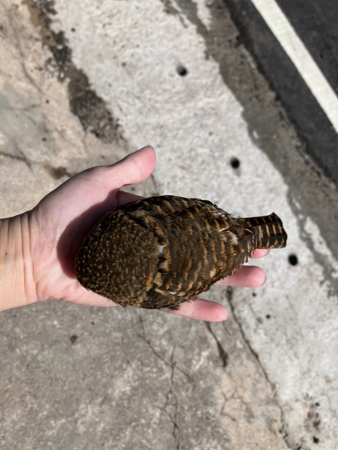 後頸有一對醒目「假眼」斑紋可用來迷惑敵人