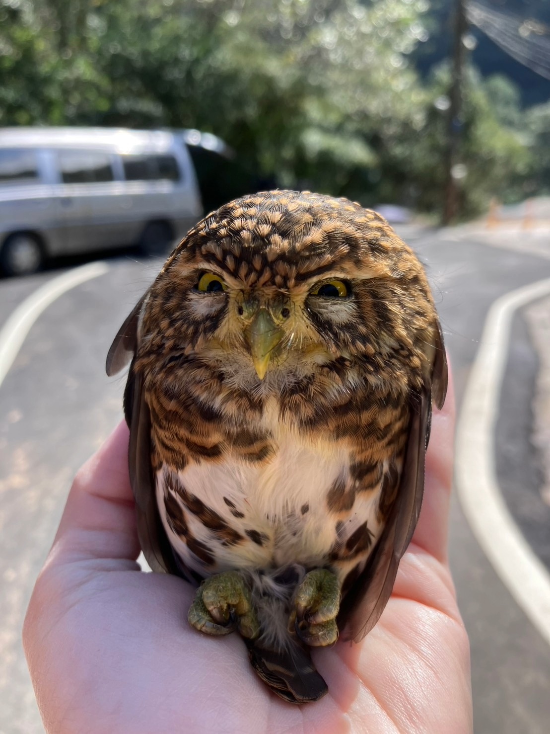  拳頭大鵂鶹呆萌外表下竟是兇猛獵手
