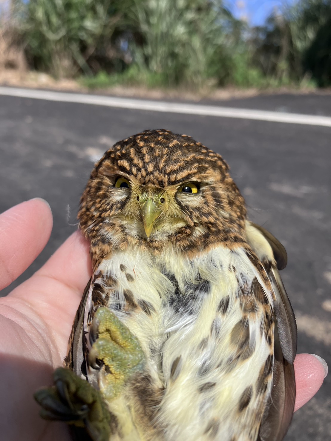 發現牠乖乖不動也不飛疑似生病